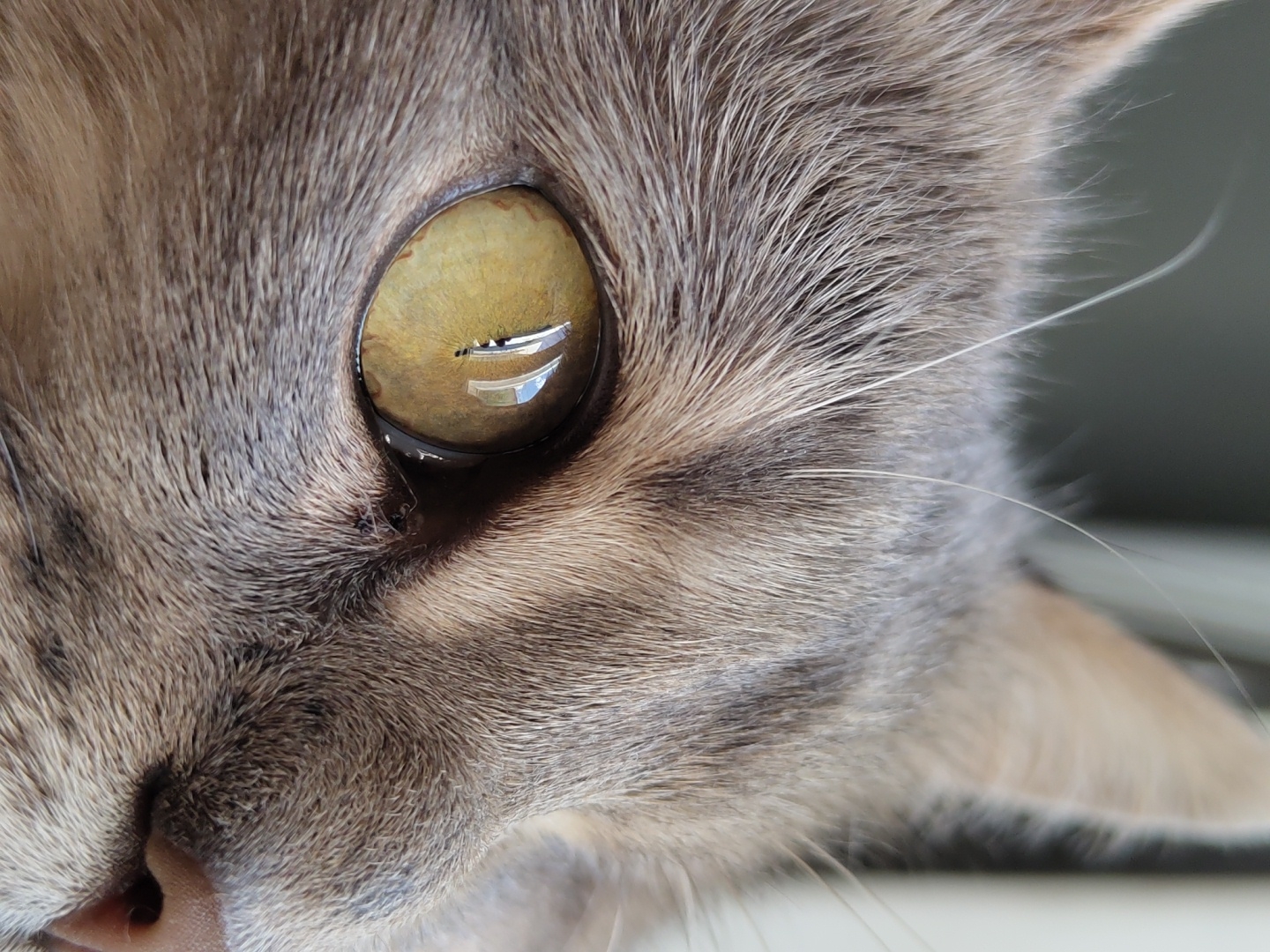 A close-up image shows the face of a gray tabby cat. The cat's eye is a golden-yellow color with visible reflections. The fur around the eye is detailed and textured, with variations in shade. Part of the cat's pink nose is visible in the lower left corner. The background is out of focus and consists of soft grays and whites.