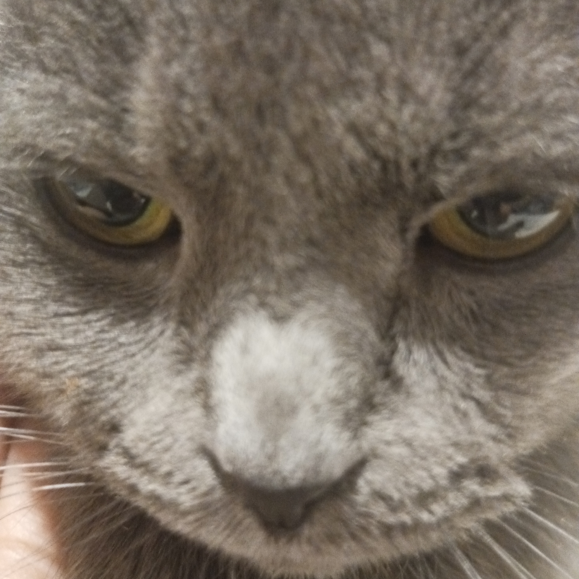 A close-up image focuses on the face of a grey cat with yellow eyes. The cat's nose is prominent, and white whiskers are visible. The overall texture of the fur appears soft. There is no indication of the location being Chaikovsky, Russia, or any other city.