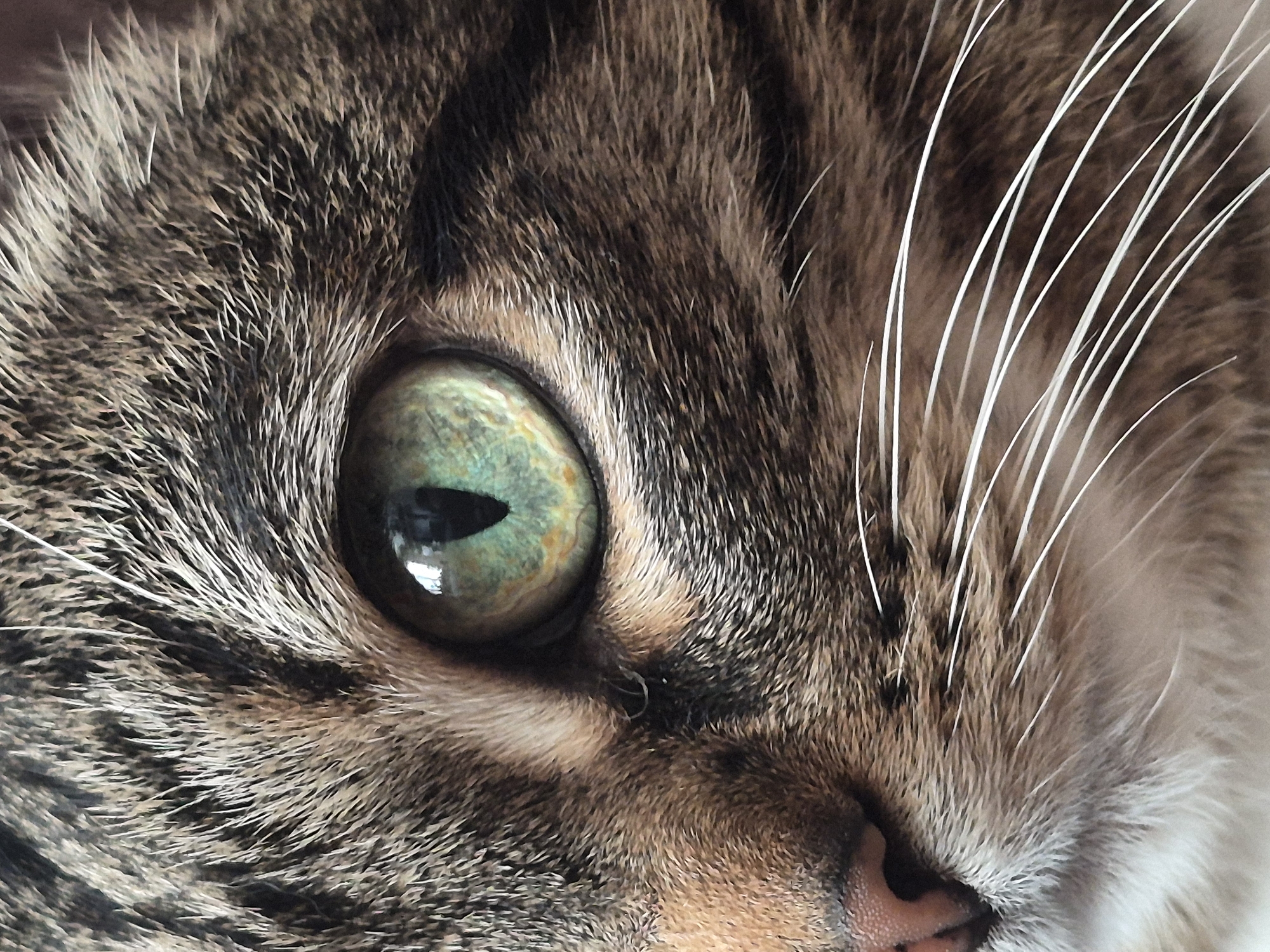 The image is a close-up, macro photograph of a tabby cat's eye and surrounding facial fur. The cat's eye is green with a black pupil. The fur is a mix of brown, black, and grey tabby stripes. The background is out of focus and appears to be a neutral color. There is no indication of the city of Chaikovsky, Russia, or any other specific location within the image. The image focuses solely on the feline subject.