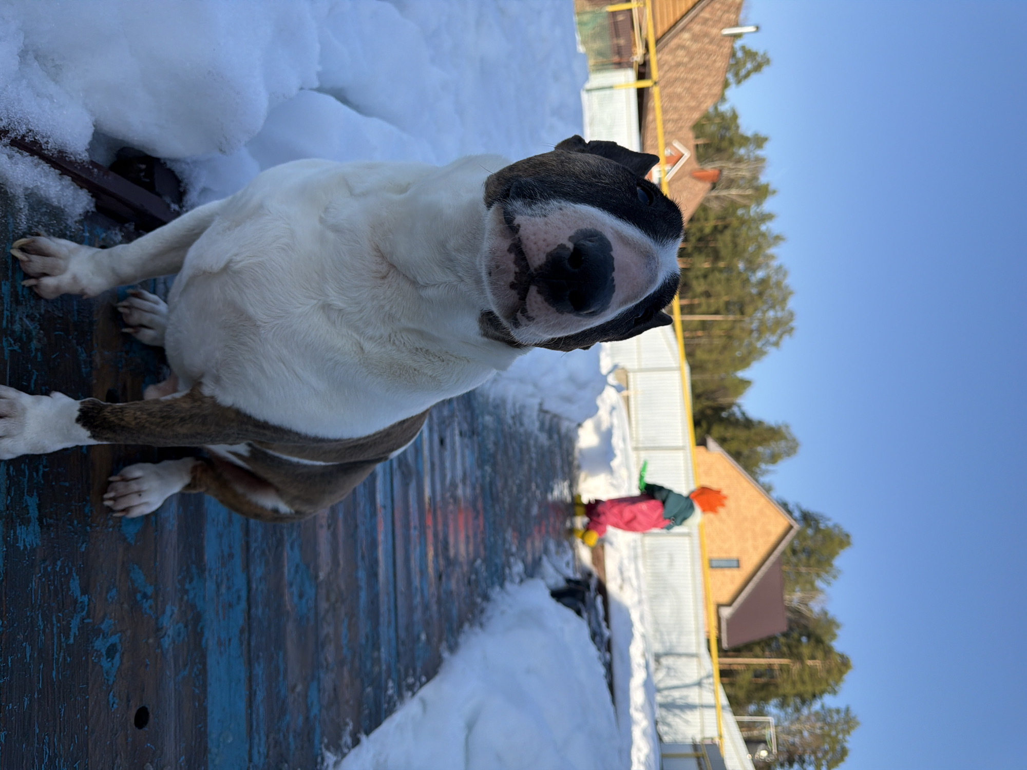 The image shows a Bull Terrier dog sitting on a blue wooden surface with snow piled around it. The dog is predominantly white with brown and black markings on its head. In the background, a child in a red snowsuit and yellow boots stands near a house and green trees. The location appears to be an outdoor area in Chaikovsky, Russia. A wooden fence runs behind the child. The sky is clear blue.