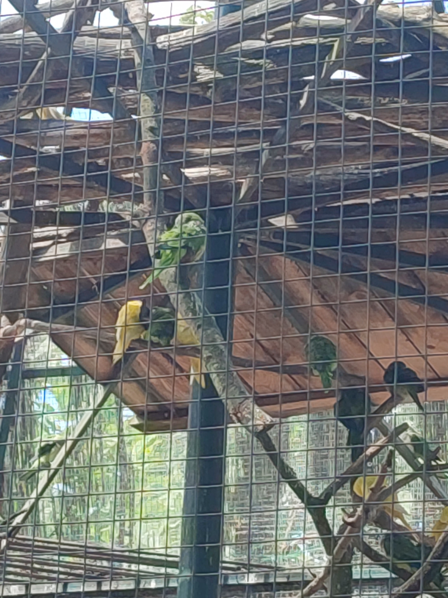 A group of parakeets are perched on branches inside an aviary at the Rivne Zoo in Rivne, Ukraine. The aviary is constructed of wood and wire mesh. Several parakeets are visible, with colors including yellow, green, and a darker shade, possibly black or dark green. Some are perched on branches, while others are partially obscured by the aviary's structure and foliage outside. The lighting suggests it is daytime.