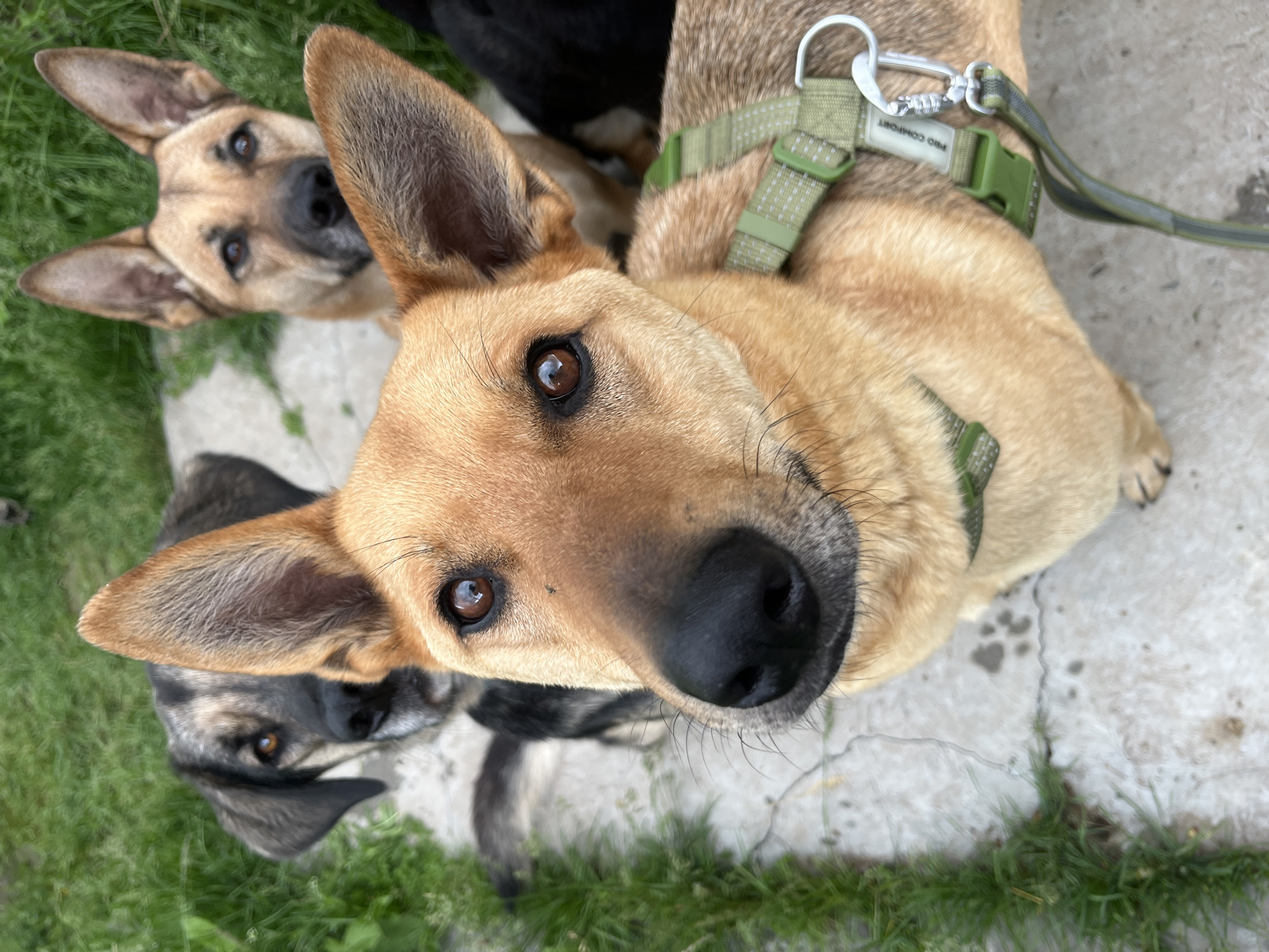This image captures an outdoor scene in Nizhny Tagil, Russia, featuring four domestic dogs. In the immediate foreground and centered, a light tan-colored dog with erect ears and dark eyes looks directly at the camera. Its black nose is prominent in the lower center. This dog wears a green harness with a reflective strip and a silver carabiner clip attached to a green leash strap on its right side. To the left and slightly behind the foreground dog, a second dog, predominantly dark grey with tan markings, looks towards the camera. Its dark eyes are visible, and its fur appears somewhat shaggy. To the right and further back, a third tan-colored dog with erect ears and a darker muzzle faces the camera. A fourth dog, dark-furred, is partially visible on the far right, behind the third tan dog. The dogs are situated on a light grey concrete or paved surface, exhibiting visible cracks and some dark stains. A strip of vibrant green grass runs along the left side of the frame, extending into the background, indicating a grassy area adjacent to the pavement. The lighting suggests daylight conditions.