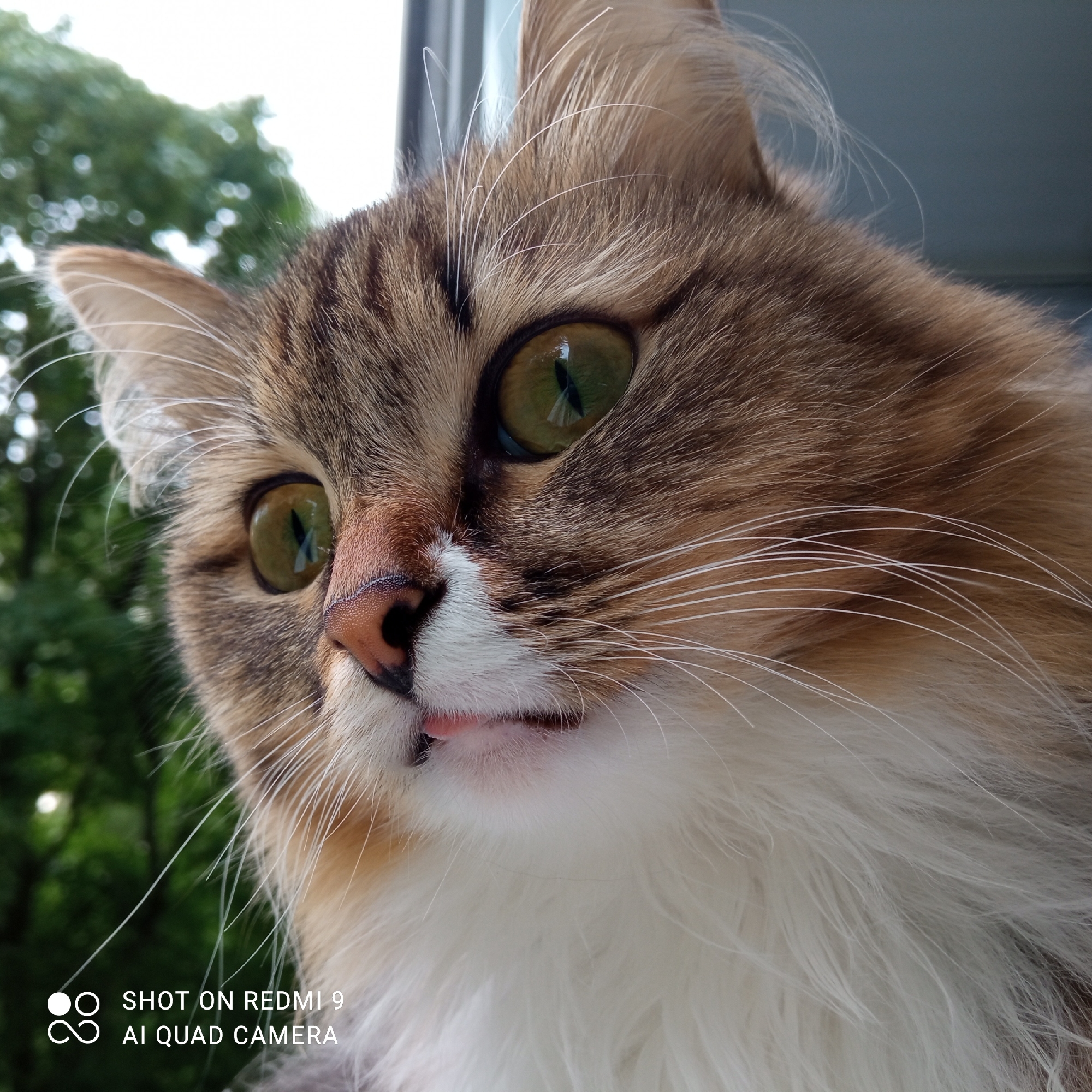 A close-up shot depicts a cat with green eyes and brown and white fur, seemingly looking out of a window. Outside the window, green trees suggest an outdoor environment. The text "SHOT ON REDMI 9 AI QUAD CAMERA" is visible in the lower left corner of the image. The location is not provided in the image.