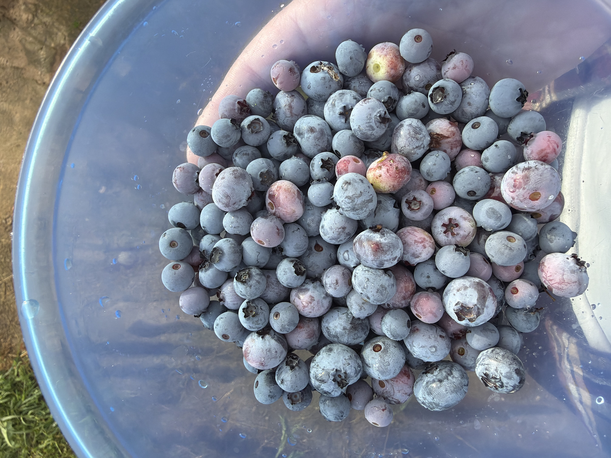 In a bright, outdoor setting, a hand is holding a translucent blue plastic bucket filled with freshly picked blueberries. The blueberries are a mix of deep blue and some with a pinkish blush, indicating ripeness. Some berries appear dusted with a pale, powdery bloom. The bucket is partially submerged in clear water, with droplets visible on the blueberries and the rim of the bucket. In the background, out of focus, are hints of green grass and brown soil, suggesting a natural environment such as a garden or field. The overall impression is one of abundance and the simple joy of harvesting fresh produce.