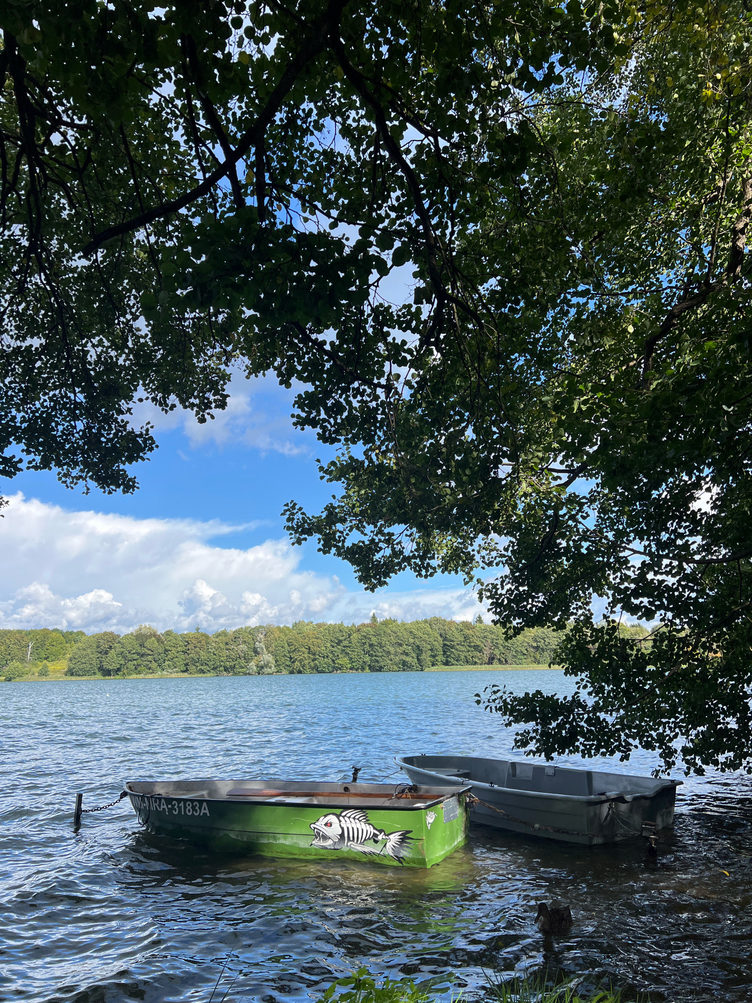 The image depicts a serene lakeside scene, likely in Mrągowo, Poland, given the boat registration "M-MRA-3183A". Two boats are moored near the shore, partially shaded by lush green trees whose branches extend into the frame, creating a natural canopy. The water is calm, reflecting the blue sky dotted with fluffy white clouds. The foreground shows the grassy bank with some ripples indicating movement in the water, and a duck can be seen swimming. The larger boat, painted a muted gray, is positioned slightly further out from the shore. Closer to the bank, a vibrant green boat with a stylized fish skeleton graphic on its side is prominently displayed. The shoreline is lined with a dense forest of green trees, suggesting a natural, undeveloped area.