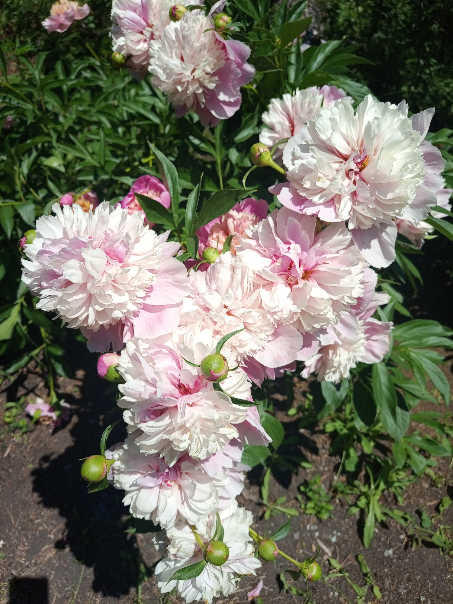 A cluster of blooming peonies, predominantly white with delicate pink tinges, dominates the frame of this outdoor shot. The flowers are in various stages of bloom, with some fully open, revealing layered petals, and others in bud, showing their green, rounded forms. The foliage is lush and green, providing a backdrop for the floral display. The ground beneath is composed of dark soil, with scattered dry leaves and small green shoots of grass. Sunlight casts shadows, creating a dappled effect on the ground and highlighting the textures of the petals. The image appears to be a close-up of a garden bed, likely in a residential or public park setting. No people are visible in the image. The scene is static and appears to capture a moment in time during a sunny day. The specific location in Barangol, Russia, is not discernible from the visual information presented in the image itself.