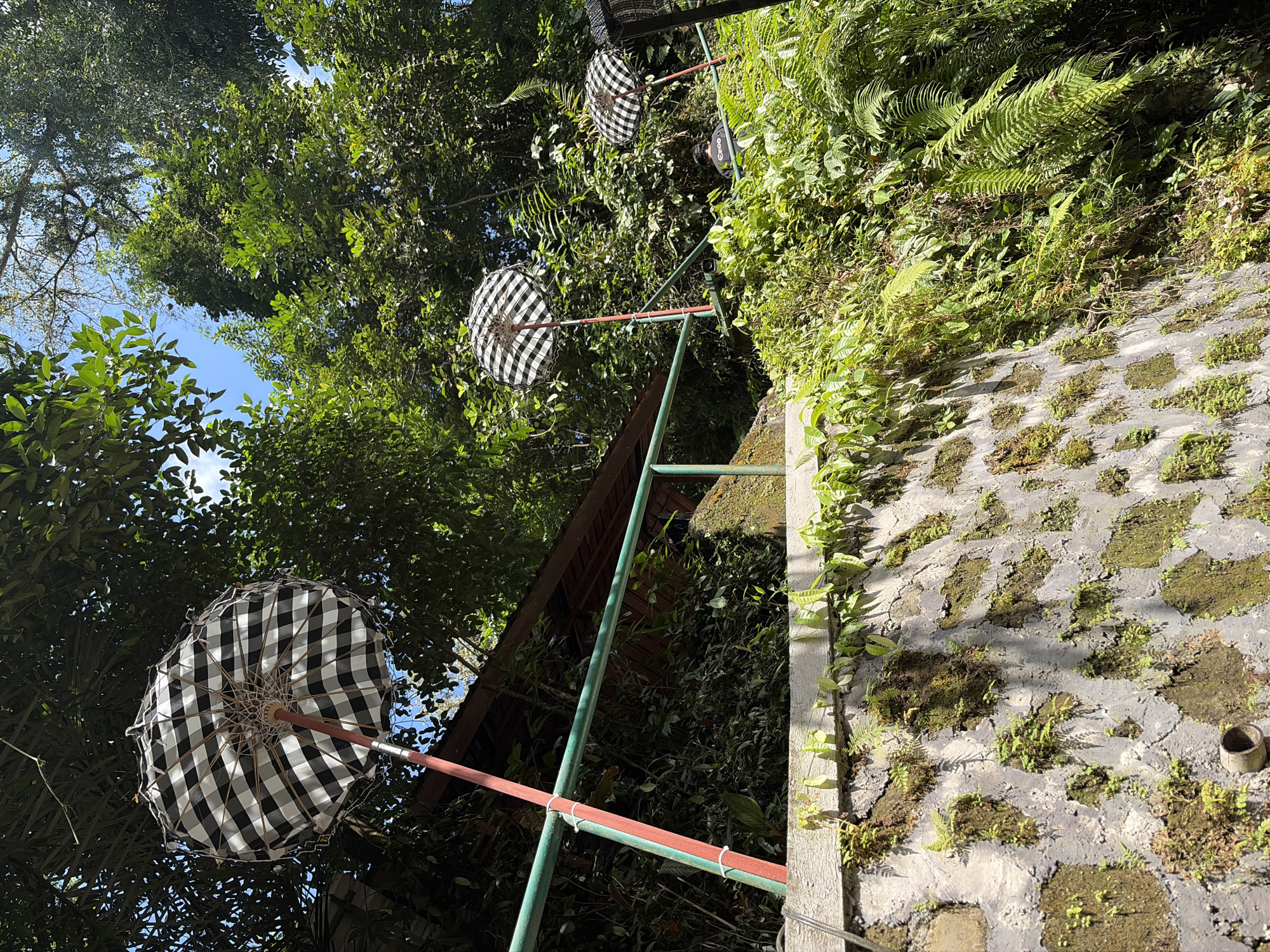 The image depicts an outdoor scene with lush green foliage and a clear blue sky. In the foreground, a stone wall covered in moss and small plants leads up a gentle slope. A green metal railing runs along the top of the wall, bordering a path. Three black and white checkered umbrellas are prominently displayed on red poles, spaced out along the railing. Behind the railing, a building with a reddish-brown roof is visible, partially obscured by trees. The trees are dense and verdant, suggesting a tropical or subtropical environment. The overall impression is one of a serene, natural setting, possibly a garden or a park, enhanced by the decorative umbrellas. The location is identified as Gianyar, Indonesia, known for its rich cultural heritage and natural beauty, including lush landscapes and traditional architecture.