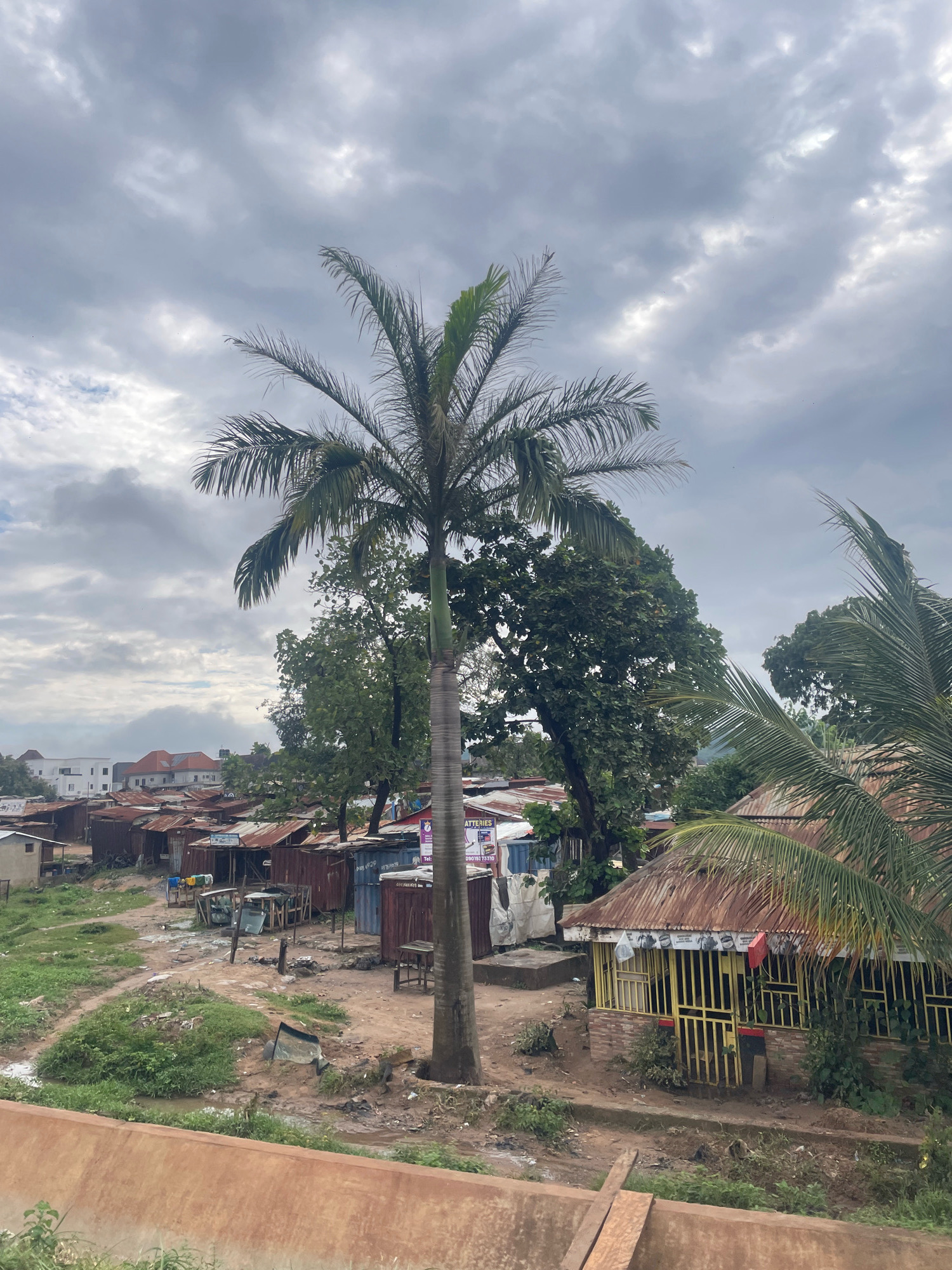 The image depicts a view of a densely populated urban area, likely in Abuja, Nigeria, characterized by informal settlements and commercial stalls. In the foreground, a rough, orange-brown embankment with some vegetation runs horizontally. Behind this, a dirt path winds through an area with numerous small, corrugated metal-roofed structures, many appearing weathered and aged. These structures are closely packed, suggesting a dense residential or commercial area.
A tall, slender palm tree with distinct fronds dominates the center of the frame, reaching towards a heavily overcast, gray sky. To the right of the palm tree, another palm tree's fronds are visible, partially obscuring some of the structures. Behind the row of corrugated metal buildings, taller, more modern white buildings with red roofs are visible in the distance, indicating a contrast between older and newer developments within the city.
Several of the structures appear to be small shops or kiosks, some with visible signage. One structure on the right has yellow bars covering its windows and entrance, and a rusty, corrugated metal roof. Another building in the middle ground has a sign that reads "ATTERIES". A blue shipping container is also present among the structures. The ground is a mixture of dirt, mud, and sparse vegetation, with puddles of water suggesting recent rain. There are no people clearly visible in the scene. The overall impression is one of a bustling, somewhat ramshackle urban environment under a cloudy sky.