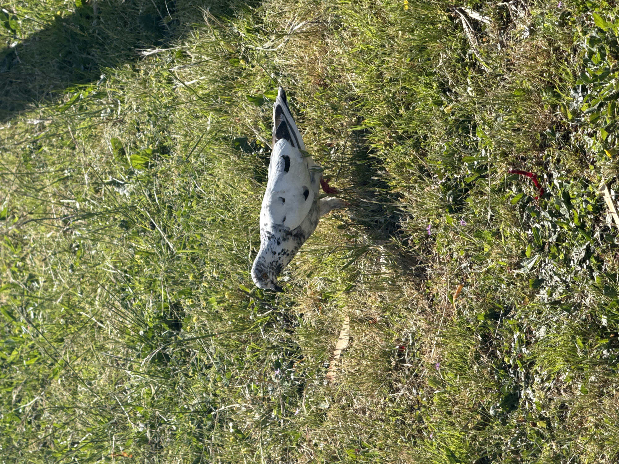 A bird with white and black feathers stands on grass. The environment consists of patches of green grass and brown, dry patches. A red ribbon is on the right side of the frame. Based on the type of bird and vegetation, this is likely in the city of Bar, Montenegro.