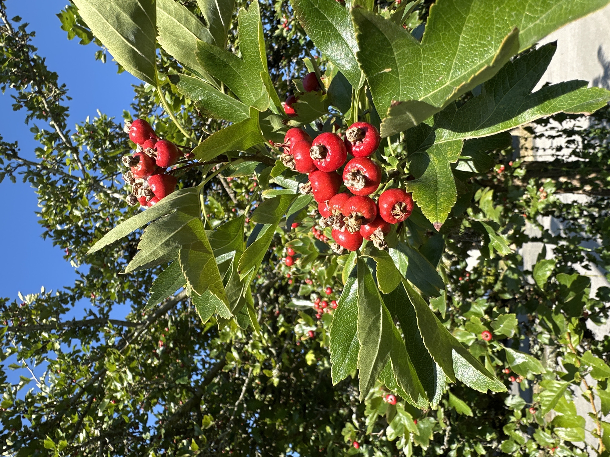 The image displays a cluster of bright red hawthorn berries hanging from a branch, set against a backdrop of green leaves and a clear blue sky. The berries are round and appear to be ripe, with small, dried remnants of the flower at their tips. The leaves are lobed and have serrated edges, with visible veins. In the background, more foliage and a hint of a lighter-colored surface, possibly a wall or fence, are visible. The scene is bathed in bright sunlight, casting shadows and highlighting the textures of the leaves and berries. The location is not specified beyond Unknown, Unknown.
