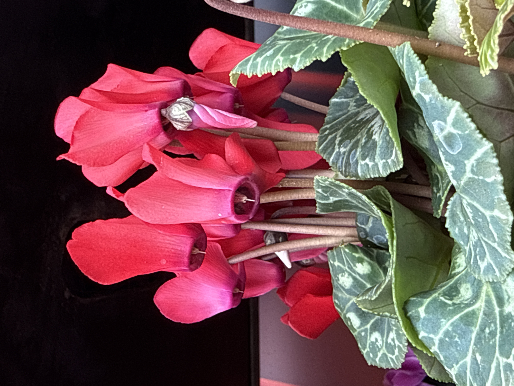 A close-up, low-angle shot showcases a cluster of vibrant red cyclamen flowers against a dark, out-of-focus background. The flowers, with their distinctive upturned petals, are the primary subject, with several in sharp focus and others softly blurred. The leaves of the cyclamen are a deep green, with intricate silvery-white patterns, and are arranged in a lush display at the bottom of the frame. The overall lighting is dramatic, highlighting the rich colors of the blossoms and foliage. The scene appears to be a cultivated plant, possibly in a garden or on a windowsill. The location of this image is confirmed to be Bad Sachsa, Germany, though further specific details about the exact setting within the city are not discernible from the photograph alone.