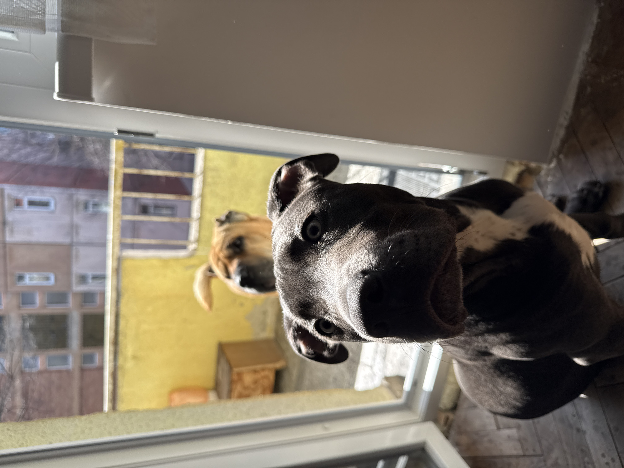 Two dogs are seen from a low-angle perspective, likely through a window. The primary dog, closer to the viewer, is a dark grey color with white markings on its chest. The second dog, behind the first, is tan. Outside the window, a building with yellow siding is visible on the right, and another multi-story building is on the left, indicating an urban environment. The location is Varna, Bulgaria.