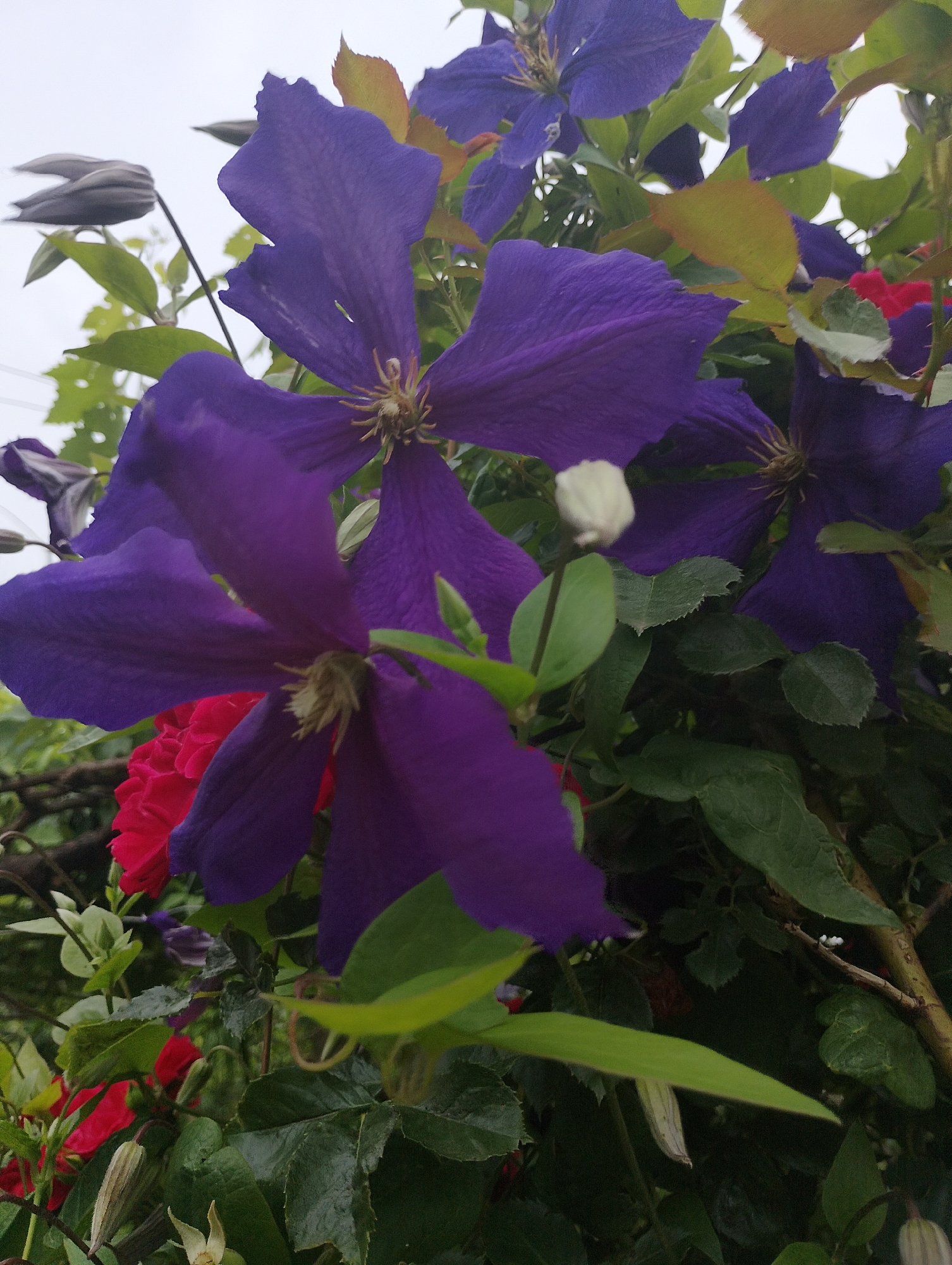 A cluster of purple clematis flowers dominate the foreground of the image. The flowers have six large, velvety petals with a star-shaped arrangement and prominent stamens in the center. Some of the flowers are in full bloom, while others appear to be buds. Interspersed among the clematis are some red flowers, possibly roses, with tightly packed petals. Dark green, leathery leaves provide a backdrop, some of which show signs of browning or yellowing at the edges. The overall lighting is diffused, suggesting an overcast sky or a shaded location. The scene is captured from a close-up perspective, focusing on the intricate details of the flowers and foliage. The location is not specified.