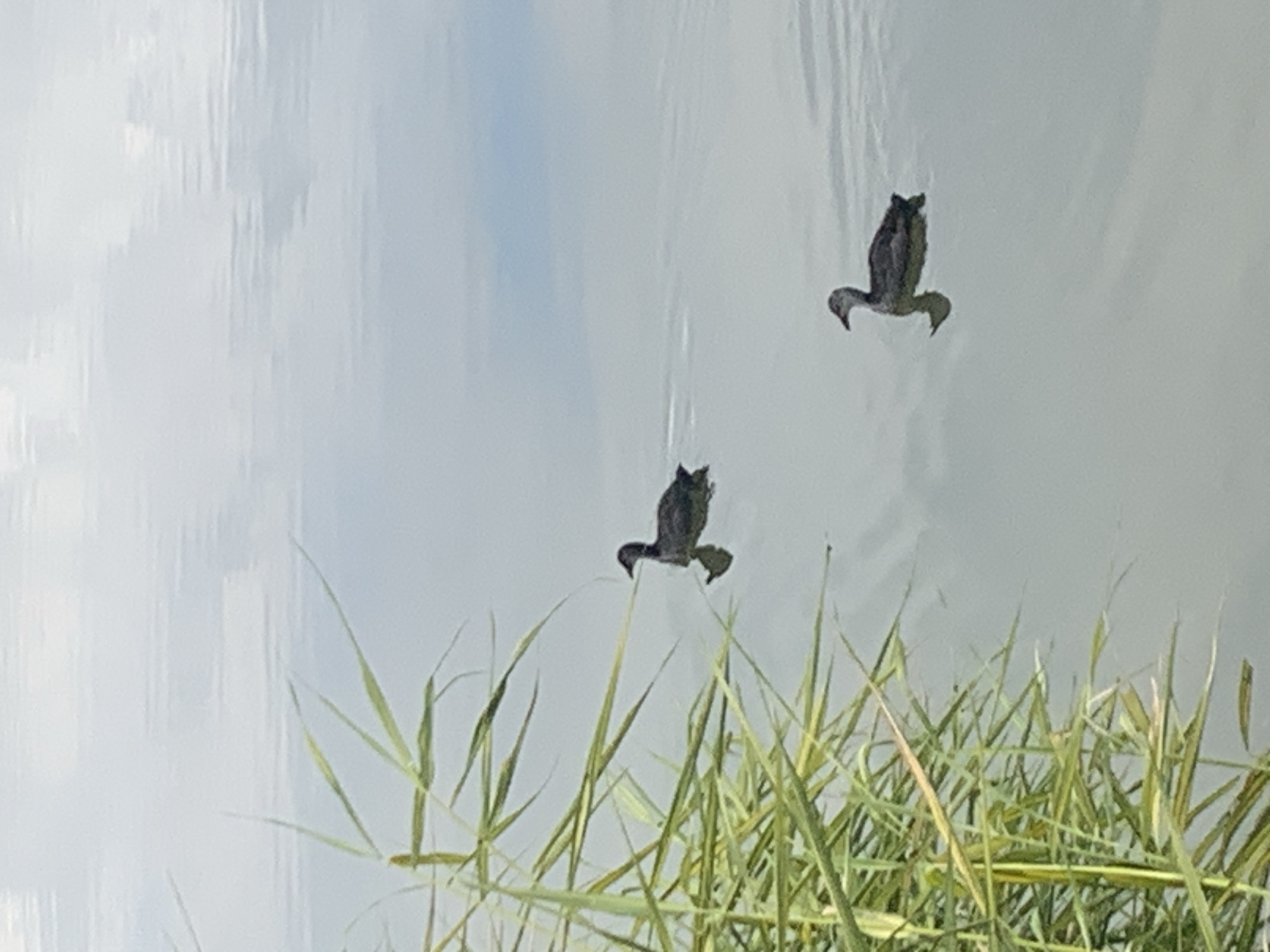 Two dark-colored juvenile ducks are swimming in a calm body of water, likely a pond or lake, near reeds on the left side of the frame. The water surface reflects the sky, creating a muted, hazy atmosphere. The ducks appear to be moving independently. The scene suggests a natural or semi-natural environment within a park or wetland area. There is no visible indication of urban infrastructure, people, or specific landmarks that would pinpoint a location within Kolomyia, Ukraine.