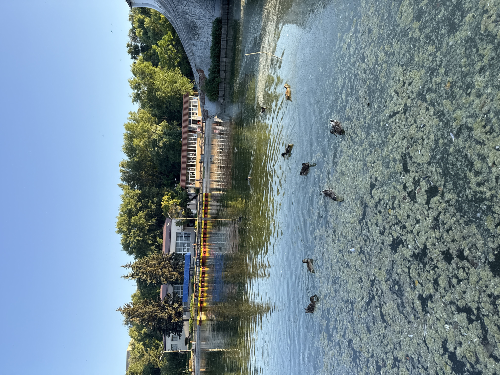The image depicts a scenic view of a pond with several ducks swimming. In the background, there are buildings and lush green trees, suggesting a park or recreational area. The water is partly covered with green algae, and there is a floating dock structure with yellow and red buoys. The sky is clear and blue. The location is the pond in the Dnipro Botanical Garden, Dnipro, Ukraine. There are no people visible in the immediate vicinity of the pond, and the ducks appear to be undisturbed. The overall atmosphere is tranquil and natural.