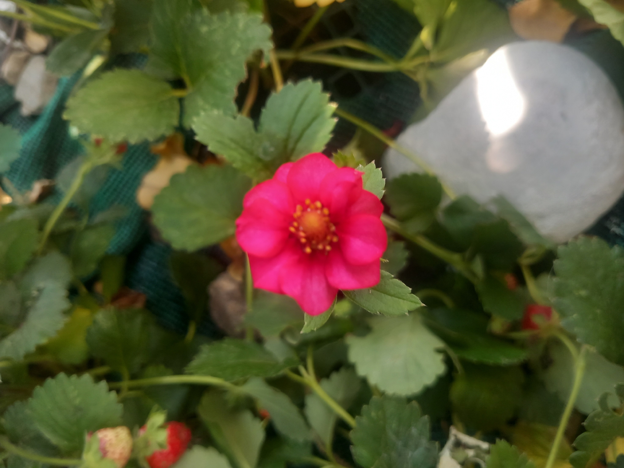 A close-up, vertical, eye-level shot captures a vibrant pink strawberry flower as the central subject. The flower, with its delicate petals and a bright yellow center, is surrounded by lush green strawberry leaves. A partially ripened strawberry, appearing pale red and white, is visible in the upper left quadrant of the image, alongside a more mature red strawberry below it. The background is a blur of green foliage and a dark green mesh netting, interspersed with a few light-colored stones. The lighting suggests it is daytime, with sunlight illuminating a large, irregularly shaped white stone in the lower right portion of the frame. The setting is outdoors, likely a garden or agricultural environment.
