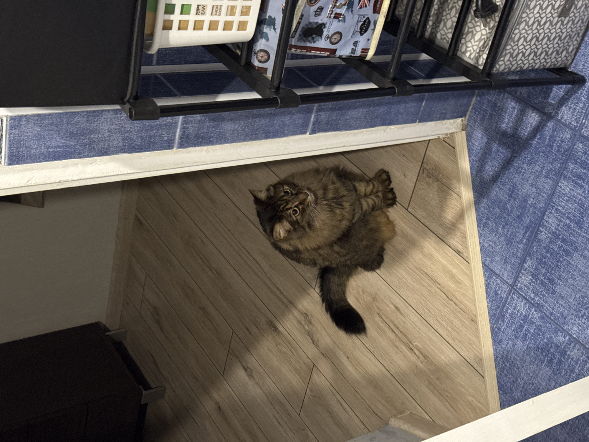 A medium-haired, tabby cat sits on a light-brown wooden floor next to a doorway. The cat is facing left with its tail curled around its body. The doorway opens into a room with blue tiled flooring. To the right of the doorway is a black, multi-tiered shelving unit. The top shelf holds a white plastic basket containing what appear to be various colorful items. The second shelf from the top has a fabric liner with a blue and white pattern featuring maps and crowns. The third shelf also has a fabric liner with a similar pattern. The bottom shelf holds a gray fabric storage bin with a white geometric pattern. A dark brown dresser with metal legs is visible in the upper left corner of the image, partially in shadow. The lighting in the scene suggests an indoor environment, likely a home.