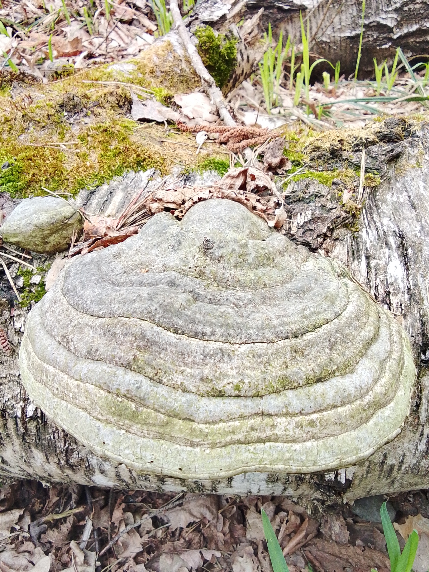 This image presents a close-up view of a large, shelf-like bracket fungus, likely a type of polypore, growing horizontally on a fallen log in a forest setting near Елец-Маланино, Russia. The fungus is the central subject, displaying distinct concentric growth rings and varying shades of grey and off-white, with some faint greenish tints, indicating age and possibly moss or algae growth. Its robust form is firmly attached to the side of the log.
The log itself appears to be from a birch tree, identifiable by its characteristic white and peeling bark visible around the fungus and extending into the background. Portions of the log are also covered in patches of vibrant green moss and scattered dry, brown leaves and small twigs.
The forest floor surrounding the log is visible, covered in a natural layer of decaying leaves, debris, and emerging shoots of bright green grass, suggesting the time of year is spring or early summer. A few grey rocks are also visible among the foliage near the log. The lighting is bright and natural, indicating daylight. No human or animal activity is depicted, nor is any text visible. The scene captures a tranquil moment within a natural woodland ecosystem.