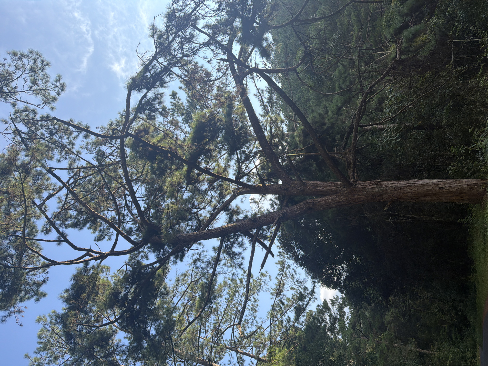 This image captures a view of a large pine tree with its branches spread out against a backdrop of a clear blue sky with scattered white clouds. The trunk of the pine tree is thick and rough, displaying a textured bark. Its branches are numerous and intricate, some extending upwards towards the sky and others drooping downwards. The foliage of the pine tree is dense with needles, creating a lush green canopy. In the background, there is a dense forest of evergreen trees, suggesting a natural or mountainous landscape. The lighting suggests it is daytime, with sunlight illuminating the scene. The lower part of the image shows a glimpse of a road or path, possibly indicating a location accessible by vehicle.
This scene is likely situated in the natural landscapes surrounding Lang Biang Mountain in Da Lat, Vietnam, a region renowned for its pine forests and mountainous terrain. The environment appears serene and untouched, typical of the higher altitudes and cooler climate of Da Lat, often referred to as the "City of Eternal Spring." The presence of pine trees is a characteristic feature of the Da Lat highlands, and the clear sky indicates favorable weather conditions for exploring these natural areas.