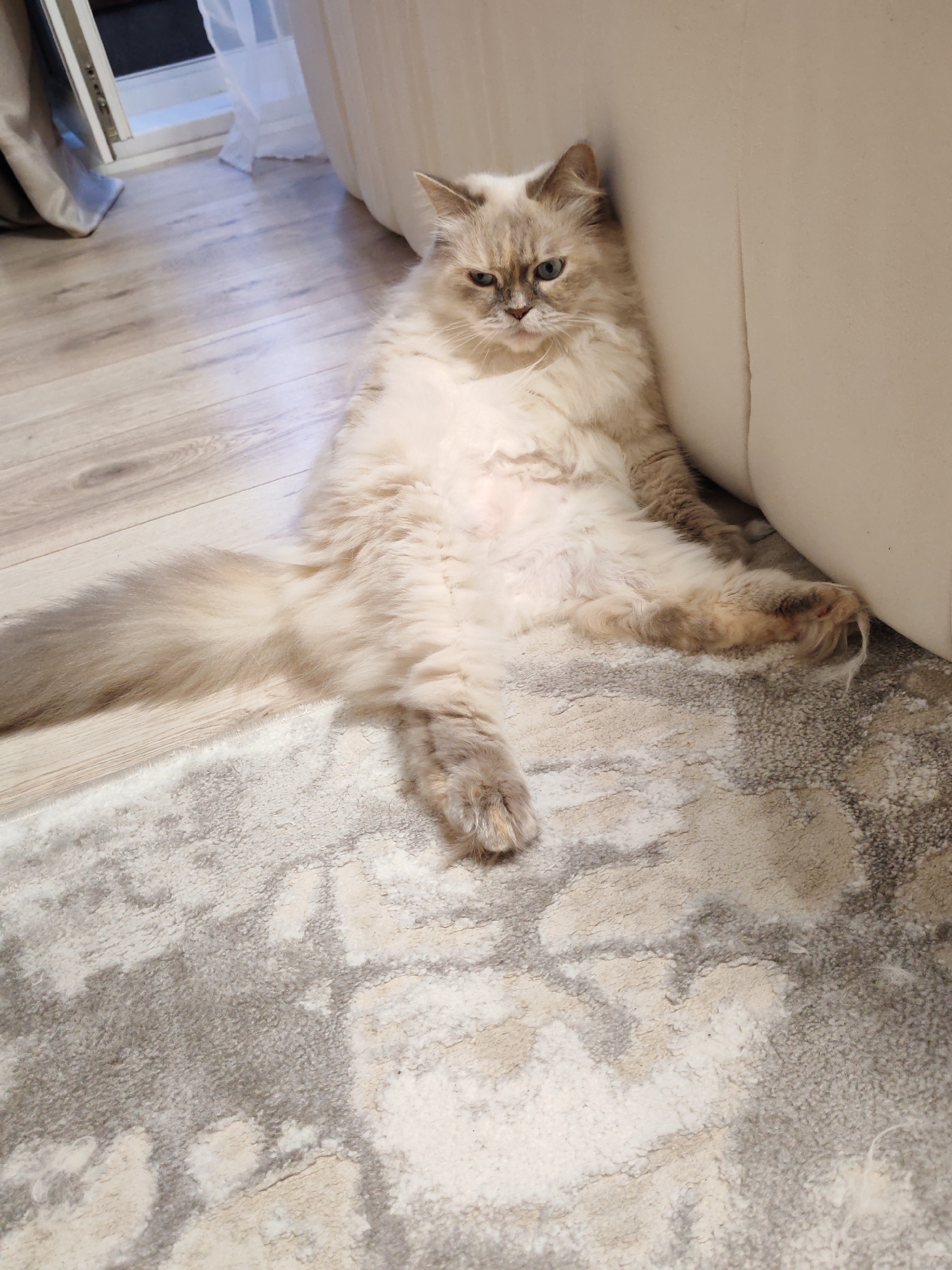 A fluffy, light-colored cat with blue eyes is resting on a rug in a room. The cat is leaning against a light-colored sofa, with its legs splayed out in front of it. The room has a wooden floor and a large rug with a light and dark grey pattern. There is a doorway with sheer curtains in the background, and the lighting suggests it is daytime. The scene is indoors, likely in a residential setting.
