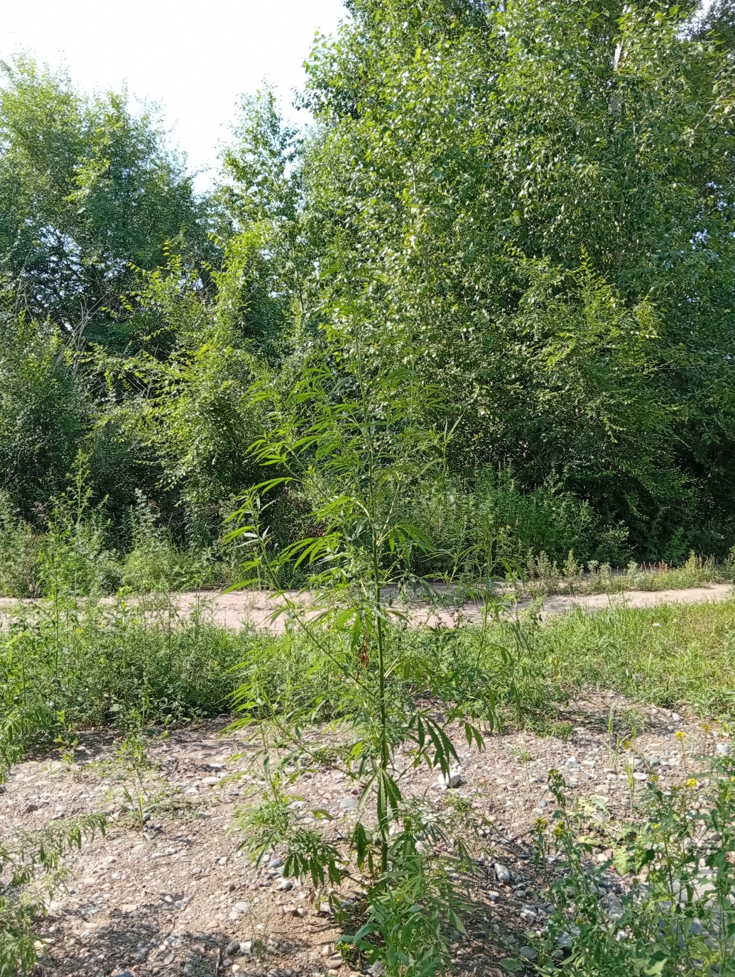 This image depicts a patch of dry, rocky ground with sparse vegetation in Minusinsk, Russia. A young plant with distinctive palmate leaves, characteristic of cannabis, stands prominently in the foreground. The background is dominated by a dense growth of various green plants and trees, suggesting an overgrown, semi-wild area, possibly on the outskirts of the city or a less maintained section of a park or natural space. The lighting indicates a bright, sunny day. There are no people or animals visible in the scene.