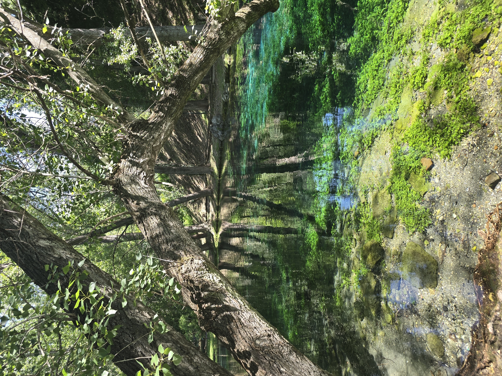 The image shows a clear, turquoise body of water with abundant aquatic vegetation, likely a natural spring. Large, gnarled tree branches overhang the water, casting dappled shadows. The water's bottom is visible, covered in pebbles and rocks, with vibrant green plants growing on it. Reflections of the surrounding trees and foliage are clearly visible on the water's surface, indicating a calm and still environment. The overall scene depicts a tranquil natural setting within a wooded area. This location is identified as the source of the village of San Salvatore Telesino, Italy, known as "Le Piscine di San Salvatore Telesino" or "Le Sorgenti".