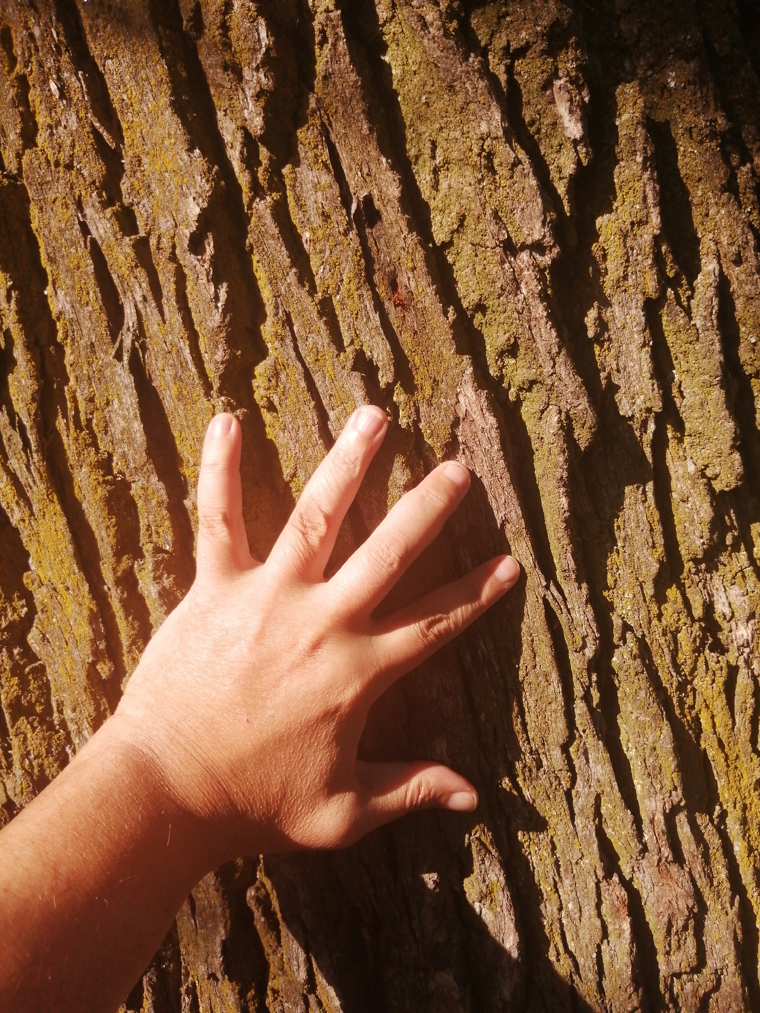 A close-up shot shows a person's hand resting on the textured bark of a tree. The bark is rough and deeply grooved, with patches of yellow-green lichen growing on its surface. Sunlight casts sharp shadows, highlighting the contours of both the bark and the hand. The scene is devoid of any identifiable landmarks or specific elements that would indicate a location within the city of Slonim, Belarus.