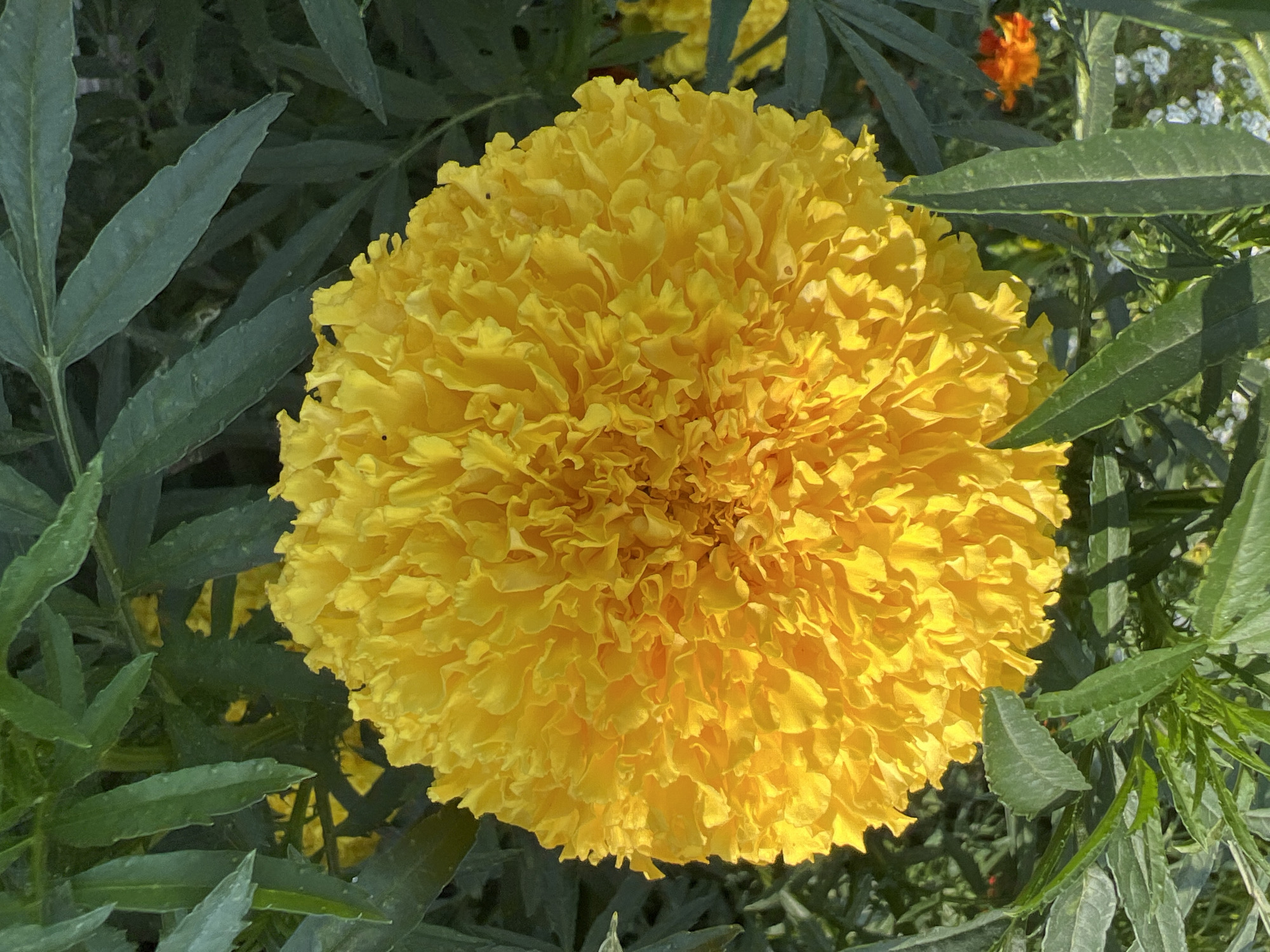 A close-up, high-angle shot captures a large, fluffy marigold flower in full bloom, its vibrant yellow petals a tightly packed mass of ruffled texture. The flower dominates the center of the frame, surrounded by dark green, serrated leaves. In the background, slightly out of focus, a smaller, orange marigold is visible, along with glimpses of other foliage. The lighting suggests it is daytime, with sunlight illuminating the bright yellow of the main subject. The image appears to be an outdoor scene, likely in a garden or natural setting. The provided location information, "Mochishche, Russia," indicates the geographical context of this image.