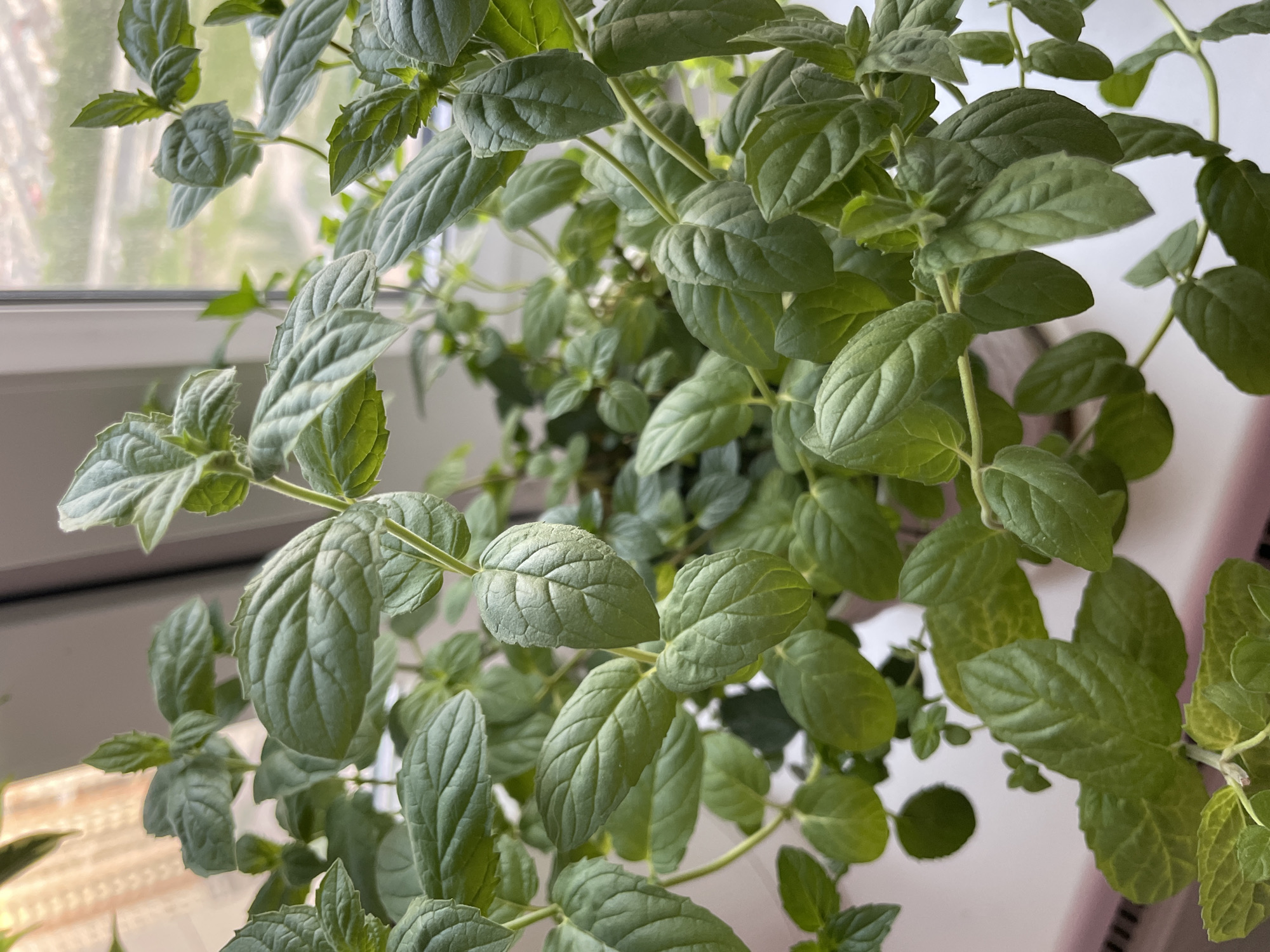 A close-up, eye-level, medium shot showcases a vibrant, green mint plant with numerous leaves. The plant is well-lit, with light coming from the right, casting subtle shadows on the leaves. The background is out of focus, showing a hint of a window with blurred outdoor scenery and what appears to be a curtain or blind. The plant is positioned in an indoor setting, likely on a windowsill, as suggested by the light source and the blurred background. No people or animals are present in the image, and there are no discernible actions or interactions taking place. The overall environment appears to be a domestic indoor space. The location in the city of Unknown, Russia is not determinable from the visual information provided.