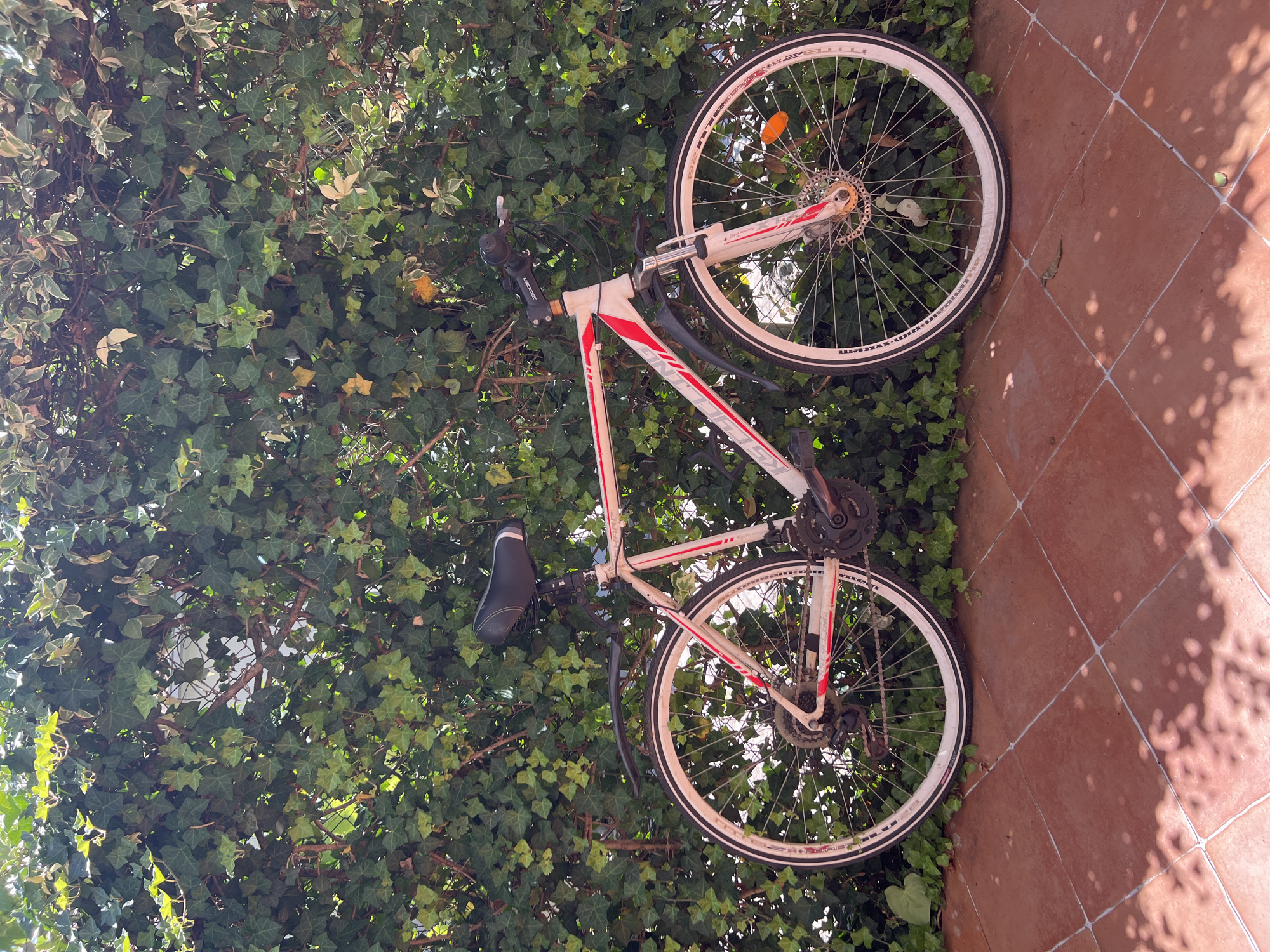 A white and red bicycle is parked on reddish-brown tiled ground in front of a dense green ivy hedge. The bicycle has a black seat, a black handlebar with a bell, and black fenders over both wheels. The front wheel is larger than the rear wheel and has a silver rim and spokes, with a red reflector visible. The rear wheel also has a silver rim and spokes, with a derailleur and gears visible. The bicycle frame has red and white detailing, with text that is partially obscured but appears to read "KALLING". The ivy hedge behind the bicycle is thick and lush, with some areas of yellowing leaves and darker branches visible within. Sunlight casts dappled shadows on the tiled ground from the foliage above. The overall scene is an outdoor setting, possibly a garden or patio. There are no people or animals visible in the image. The location is identified as Bijela, Montenegro.