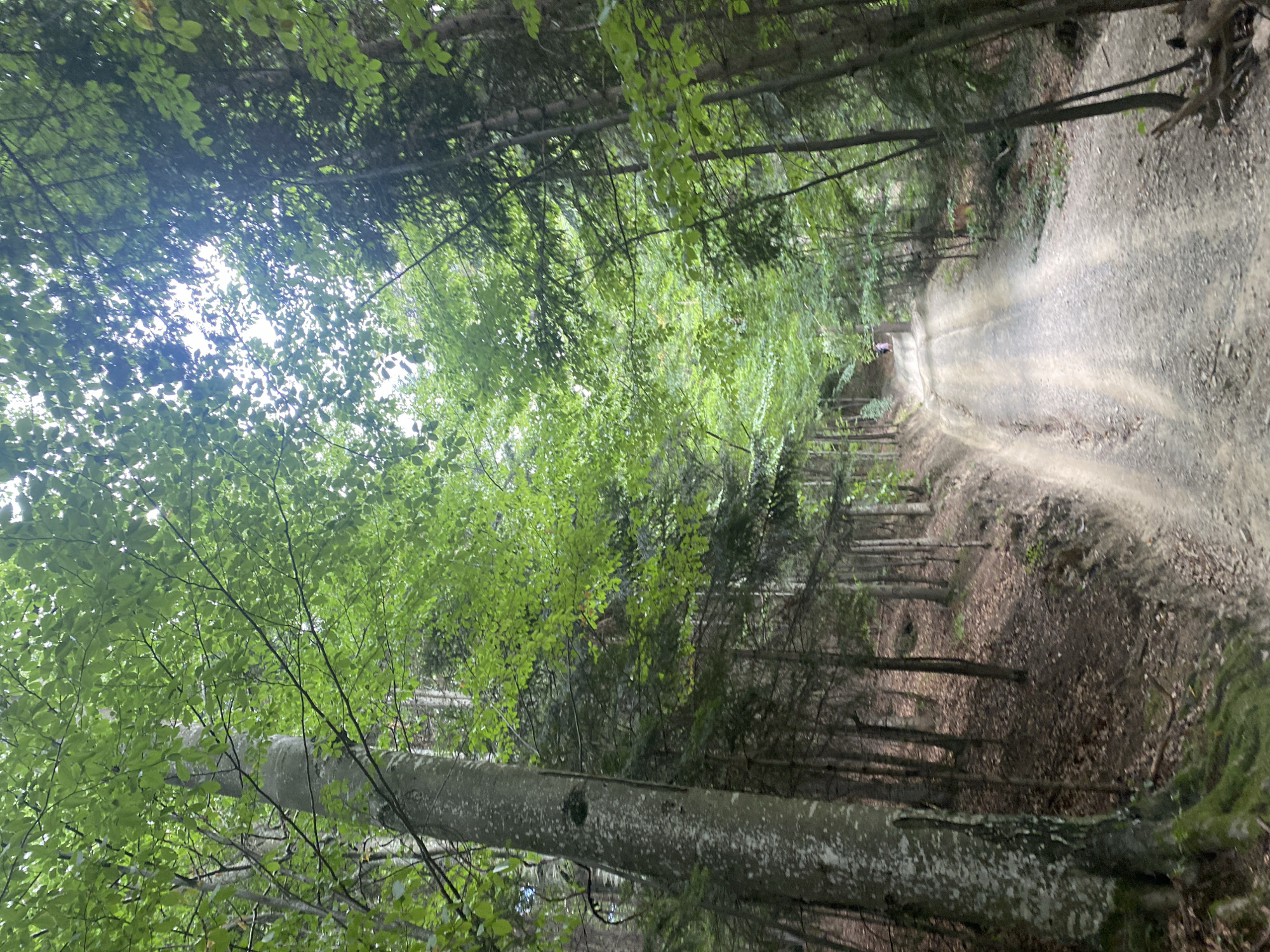 The image depicts a dirt road winding through a dense forest in Crăcăoani, Romania. The road surface is composed of gravel and appears to be slightly wet. Lush green foliage from tall trees lines both sides of the road, with sunlight filtering through the canopy. In the distance, two figures, appearing to be people, are walking on the road. The environment is natural and appears to be an outdoor recreational area, possibly a hiking trail or forest road.