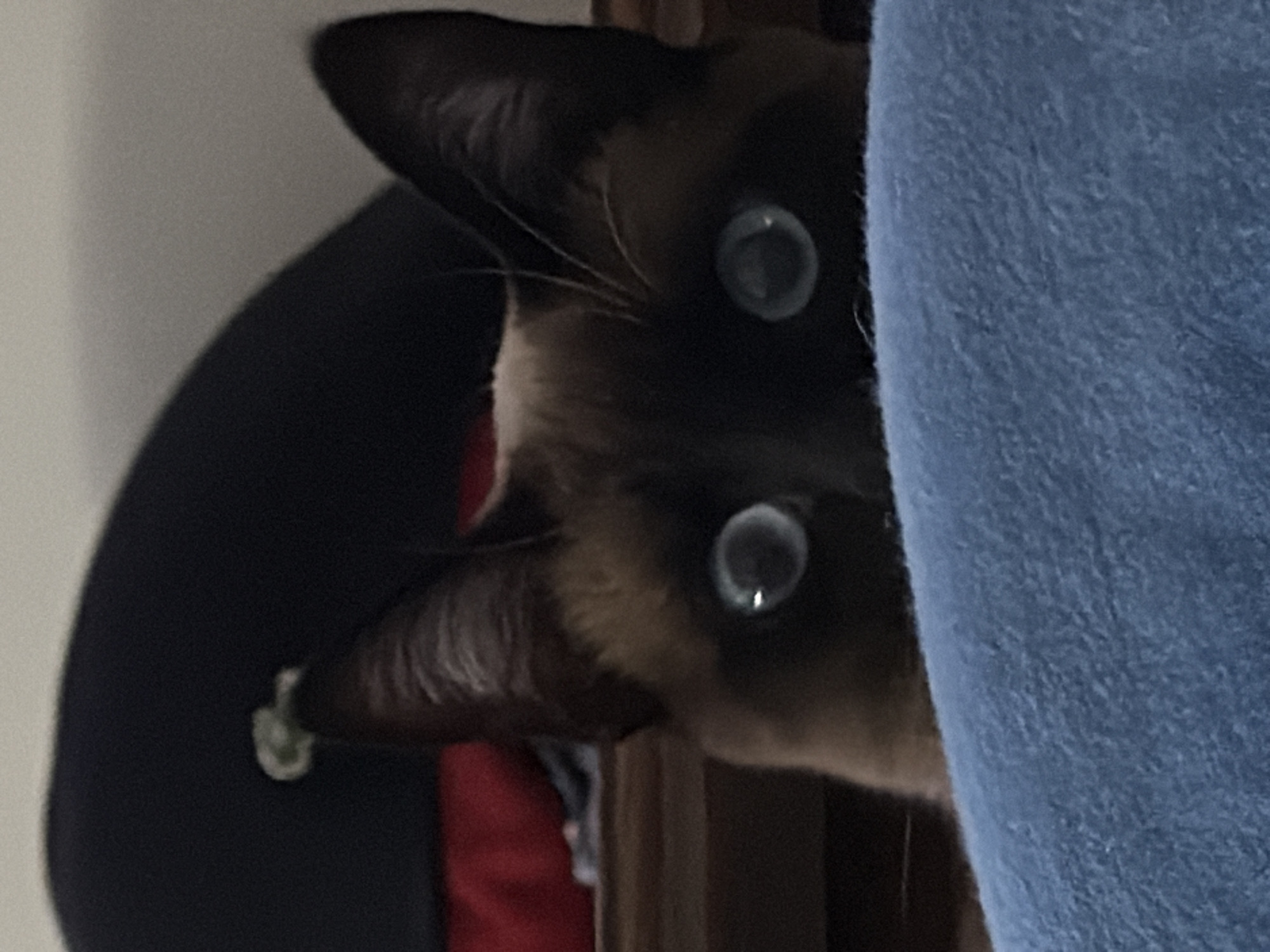 A Siamese cat peeks out from behind a blue fabric, possibly a blanket or curtain. The cat's face is partially obscured, with its distinctive dark brown fur and bright blue eyes visible. Part of a dark object, possibly a hat or piece of furniture, is visible behind the cat, and a red object is also visible. The location of the scene is unspecified; there is no clear visual information to identify Esch-sur-Alzette, Luxembourg.