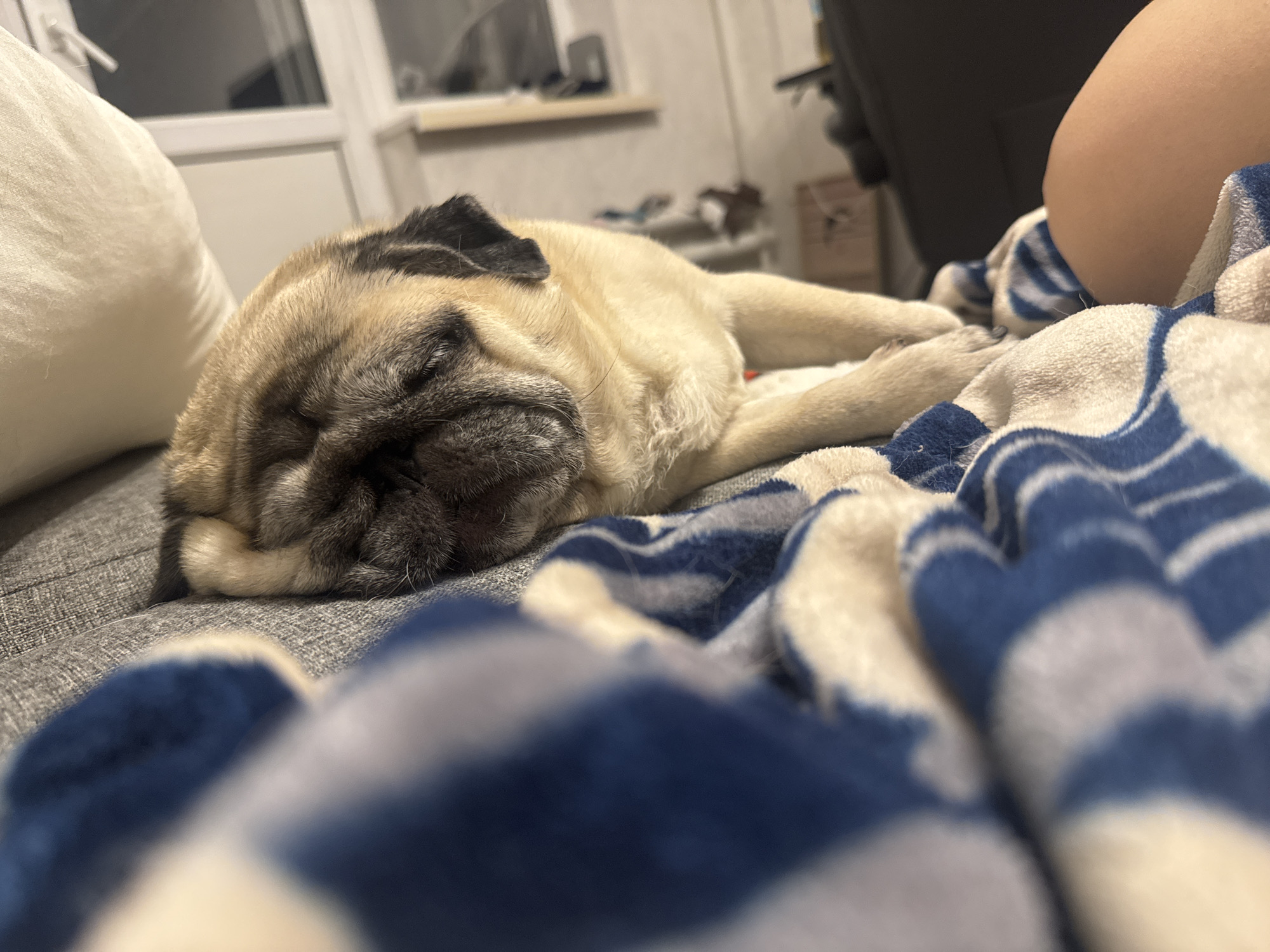 The image shows a pug sleeping on a couch. The pug is lying on its side, with its head resting on a pillow. A blue and white striped blanket is draped over the pug and the couch. In the background, a window and some shelves are visible. The scene appears to be indoors, likely in a residential setting. There is no information available in the image to suggest this location is in Bishkek City, Kyrgyzstan.