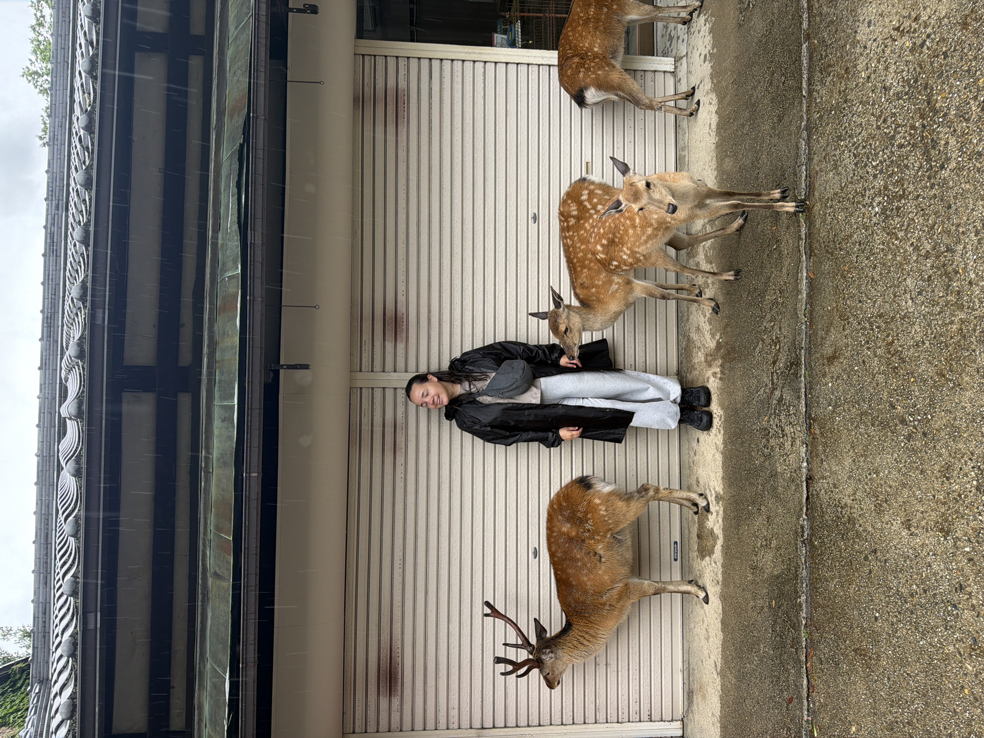 The image depicts a rain-soaked outdoor scene in Nara, Japan, featuring a female individual surrounded by five Sika deer positioned in front of a traditional Japanese building with closed storefronts.
Heavy rainfall is evident from visible water streaks against the building's upper sections and the thoroughly saturated concrete ground, which displays visible cracks and wet patches. The sky is overcast.
A single female individual stands centrally in the frame. She has dark hair, a light complexion, and is captured in a moment of a closed-eye smile. Her attire consists of a black rain trench coat, light grey sweatpants, and black athletic shoes. A grey sling bag is worn across her chest. Her left hand is resting on the side of a fawn standing immediately to her left.
Five Sika deer are present, all with wet coats. On the far left, an adult male deer with prominent antlers, brown fur, and faint spots stands facing left. Adjacent to the female individual's left side is a fawn, distinct with brown fur and white spots, also facing left, with which the female is interacting. A second fawn, similarly spotted, stands directly in front of the female, facing slightly towards the viewer. A third fawn, partially obscured behind the second, has its head visible, also facing the viewer. On the far right, a fifth deer, either an adult or subadult, stands with its hindquarters facing the viewer, its head extending beyond the right edge of the frame.
The background consists of a two-story building with traditional Japanese architectural elements. The upper level features a dark, ridged, tiled roof with a visible gutter system, followed by dark wooden horizontal beams and lighter recessed panels. Below this, a bronze-green metal canopy or flashing with another gutter runs horizontally. The lower section of the building comprises light-colored, ribbed metal roll-down shutters, suggesting closed storefronts or garage doors. Small metal hardware, including hooks and chains, is visible below the lower gutter. Green foliage is partially visible above the roofline on the upper left.
