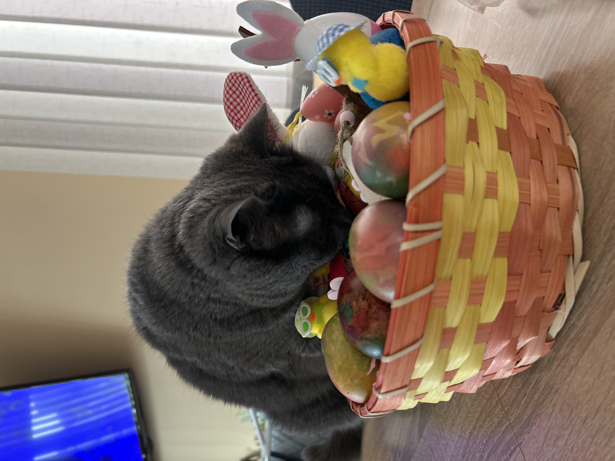 A gray cat is reaching into a yellow and orange woven basket filled with Easter eggs and decorations. The cat's head is partially inside the basket. The background includes a television set and a window with blinds. The setting appears to be indoors on a table or counter. There is no information to indicate that the location is Veliko Tarnovo, Bulgaria.
