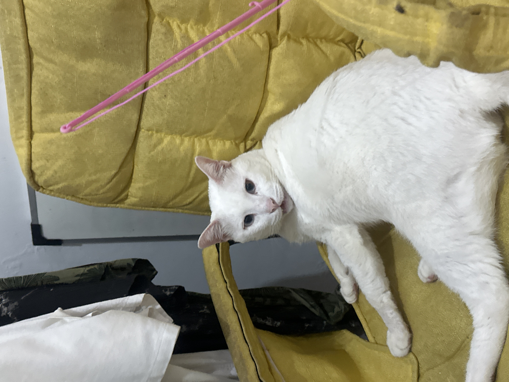 A white cat with blue eyes is lying on a yellow upholstered chair. The cat is facing the camera, with its paws extended. A pink string is visible extending from the top right of the image, partially over the chair. In the background, to the left of the cat, are several pieces of clothing hanging on a rack. The environment appears to be indoors, possibly a residence in Sukawati, Indonesia.