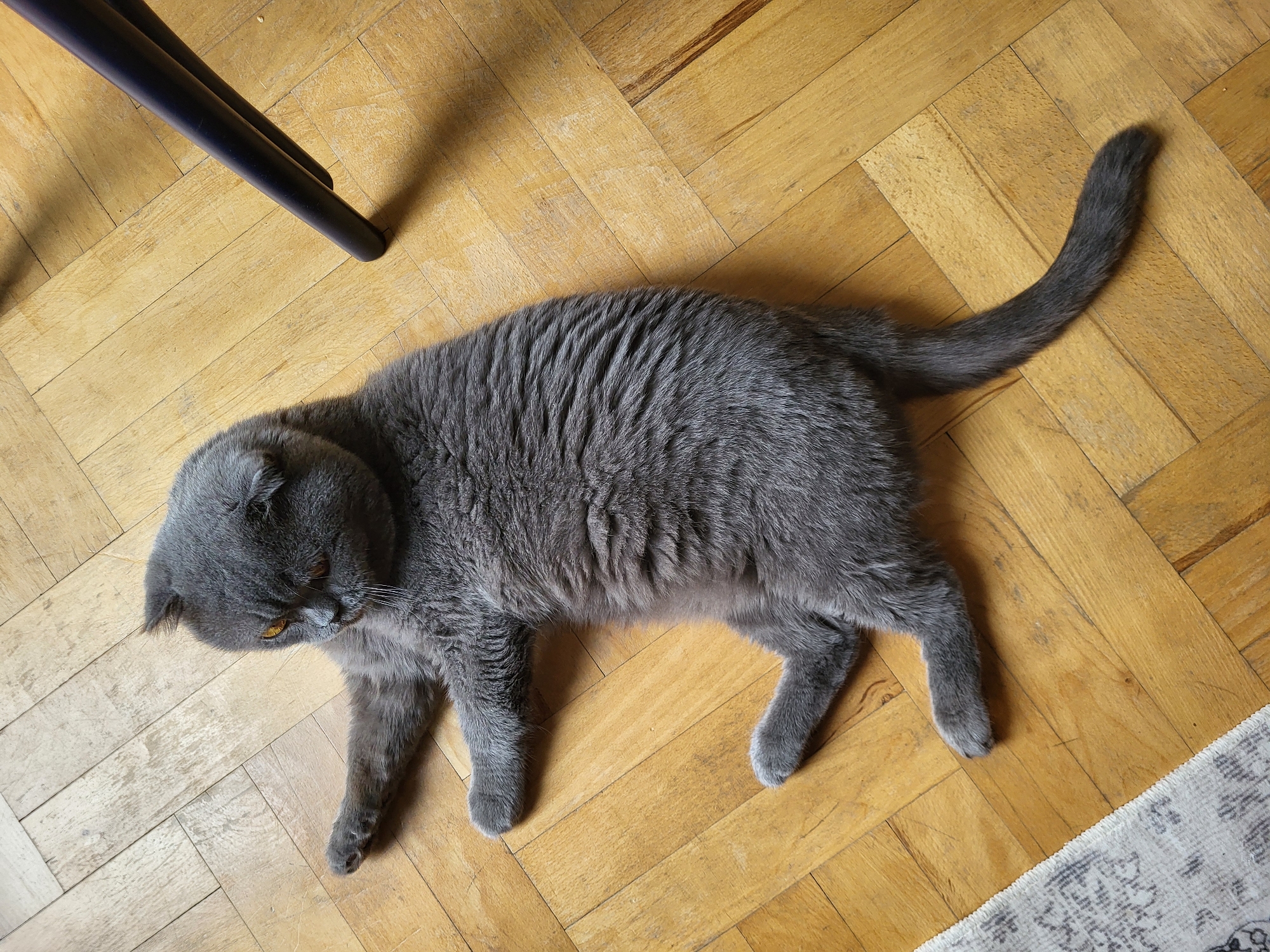 A British Shorthair cat with grey fur and orange eyes is lying on a herringbone wooden floor. The cat is positioned on its left side, with its front paws extended forward and its back paws tucked underneath its body. A dark-colored chair leg is visible in the upper right corner of the image, casting a shadow on the floor. A portion of a patterned rug is visible in the lower left corner of the image. The lighting suggests an indoor setting. The city and location are unknown.