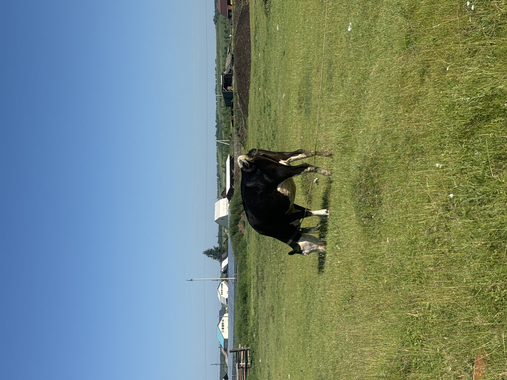 A black and white cow grazes in a grassy field under a clear blue sky. In the background, several buildings, including houses with light-colored roofs and some with blue accents, are visible. A wooden fence and some trees are also present in the distance. The overall scene depicts a rural setting in Maksimovshchina, Russia, with the cow being the central subject in the foreground.