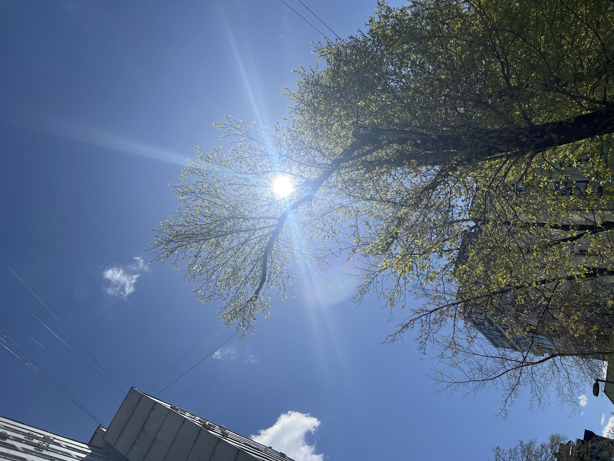 The image is taken from a low angle, looking up at a clear blue sky in Moscow, Russia. The sun is shining brightly, partially obscured by the branches and budding leaves of a large tree. Power lines run across the top left of the frame. In the foreground, the roofs of buildings are visible. To the right of the frame, the side of a building rises into the tree canopy. Two small, puffy clouds are in the bottom left and middle left of the frame.
