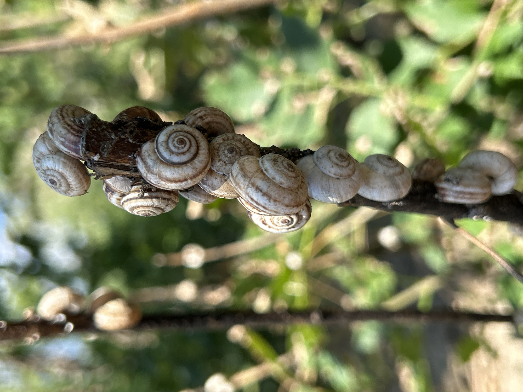 In Zaboizkiy, Russia, a close-up, eye-level, outdoor shot captures a cluster of small, light-colored snails clinging to a dark, vertical branch. The snails' shells exhibit a coiled, spiral pattern, with some showing faint brown banding. The background is softly blurred, depicting a vibrant green foliage with dappled sunlight, suggesting a natural, possibly wooded environment. The focus is sharply on the snails and the branch, with the environment rendered out of focus.