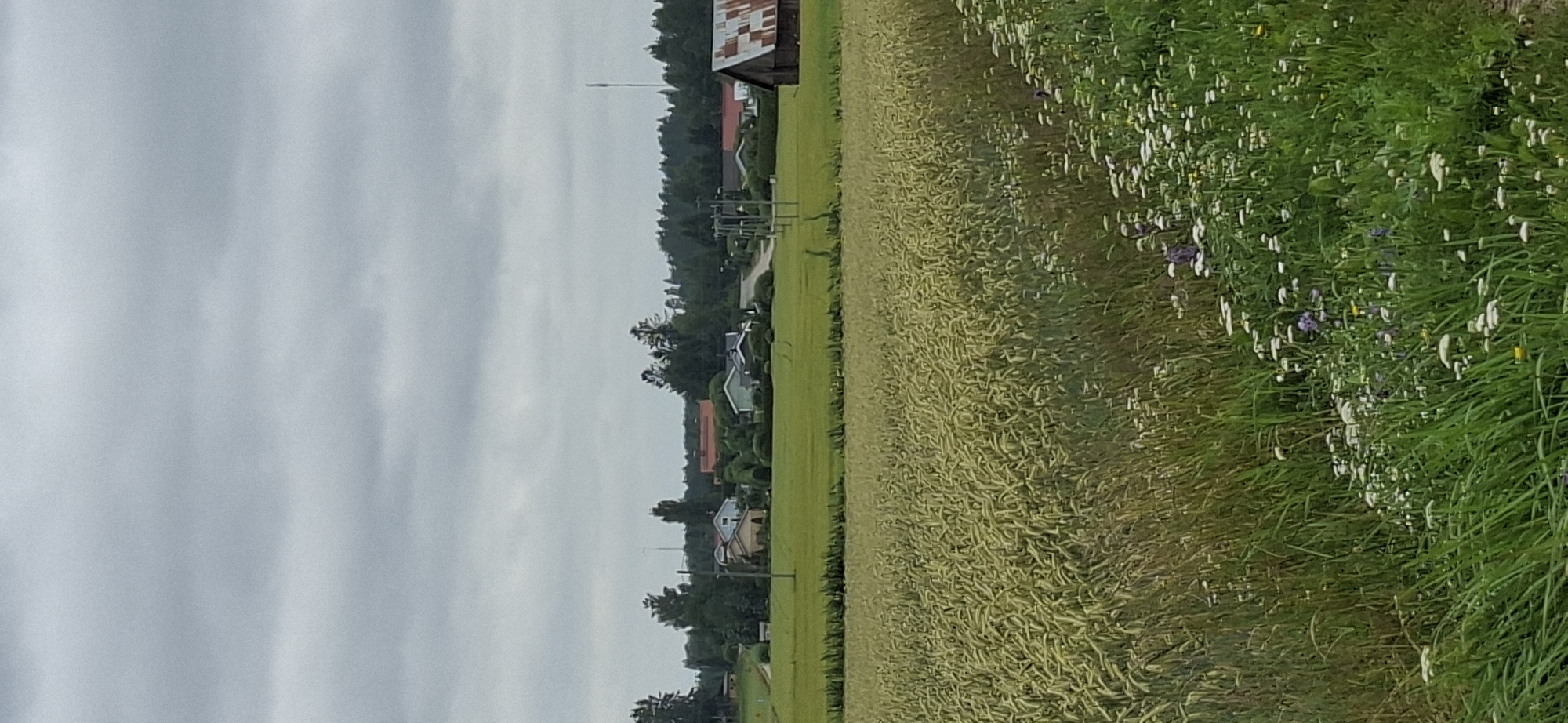 This is a vertical, outdoor, eye-level photograph of a rural scene in Orimattila, Finland. The sky is overcast with heavy, gray clouds. In the foreground, a field of ripe wheat is visible, with some tall grasses and wildflowers along the right edge. In the middle ground, there is a lush green field, with several houses and trees scattered across it. A dirt road winds through the scene. In the background, a dense forest lines the horizon. A rustic, wooden barn with a corrugated metal roof is situated on the right side of the frame. The overall impression is one of a peaceful, natural landscape.