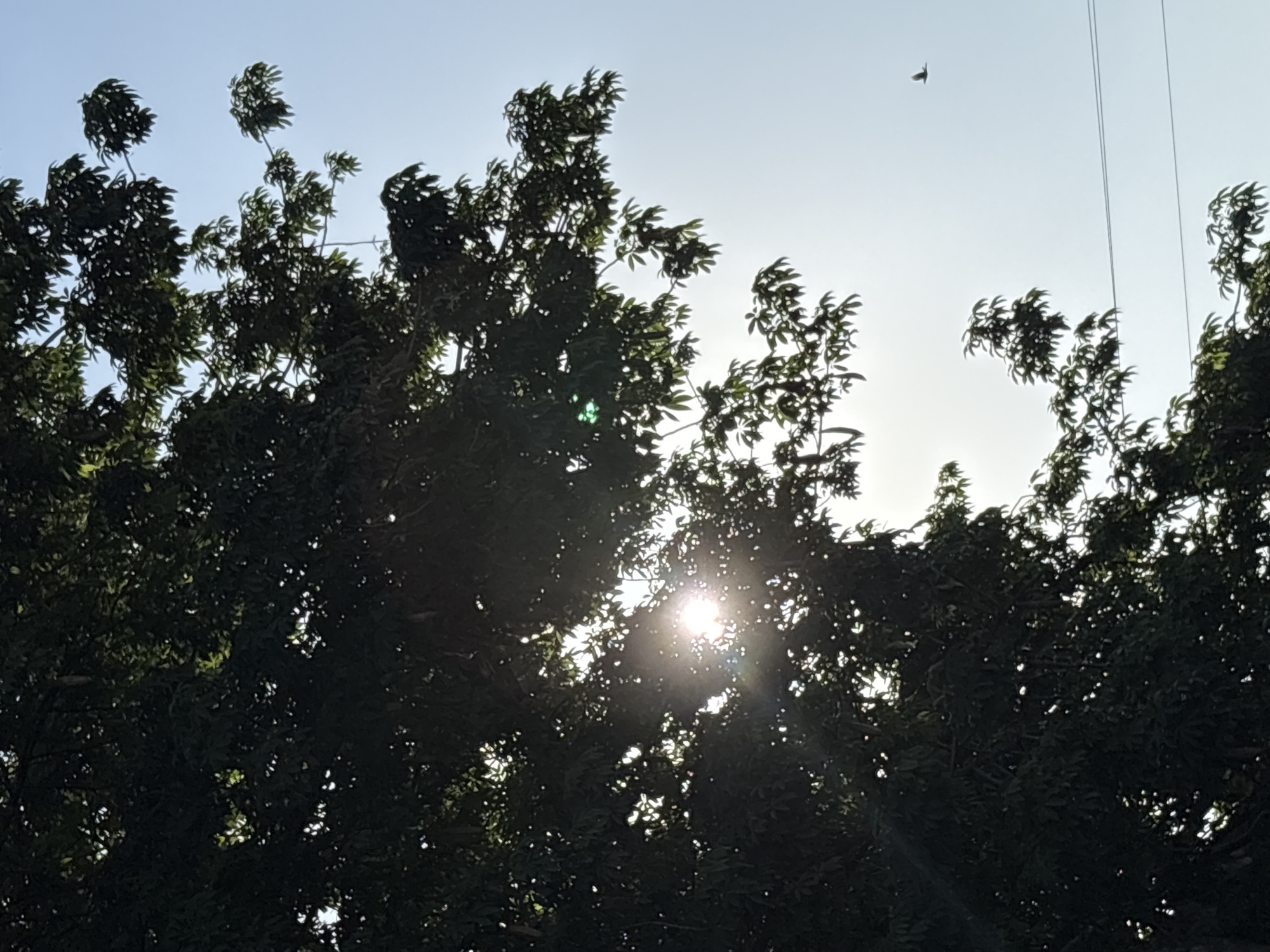 The image captures a dappled sunlight effect filtering through the dark green foliage of a tree. The sun, a bright white orb, is partially obscured by leaves, creating lens flare and glints of light. The sky is a clear, light blue. In the upper right quadrant, a small, silhouetted bird is in flight. In the lower right, two thin horizontal wires, possibly power lines, are visible against the sky. The scene appears to be outdoors, with the overall atmosphere suggesting a bright, sunny day in an urban or semi-urban environment, consistent with a location in Davao City, Philippines. There are no people or animals other than the distant bird visible. The composition focuses on the interplay of light and shadow within the tree canopy and the vastness of the sky.