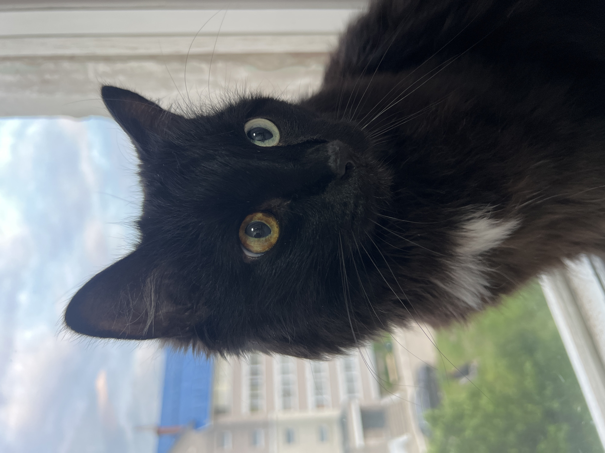 A black cat with heterochromia, one eye yellow and the other green, sits on a windowsill. The cat has fluffy fur and a white patch on its chest. Outside the window, a multi-story apartment building with a blue roof is visible, along with trees and a cloudy sky. The image was taken in the city of Chaikovsky, Russia.