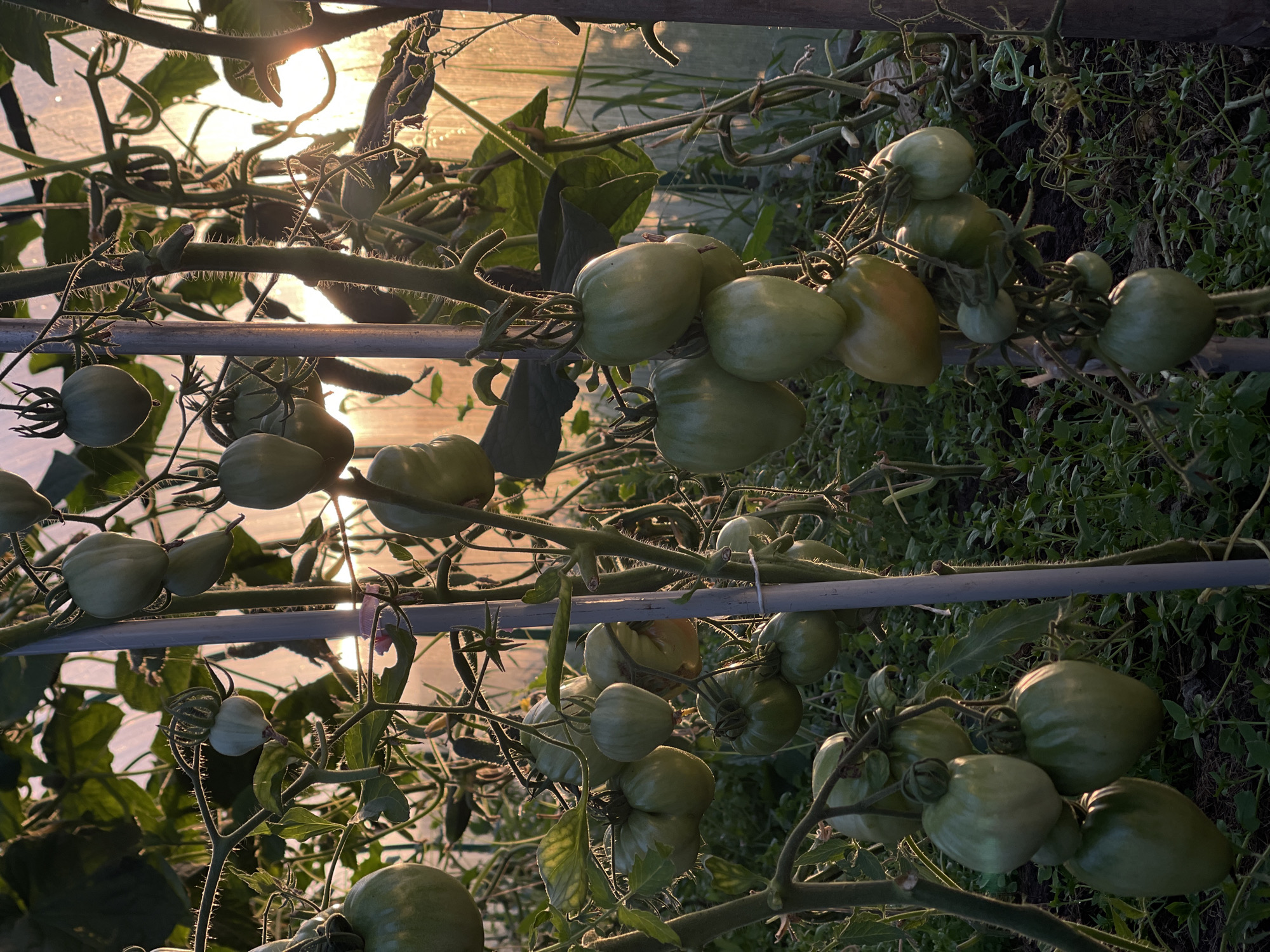 A greenhouse in the village of Perevoznoe, Russia, contains rows of tomato plants. The tomatoes are predominantly green and unripe, hanging in clusters from the vines. The plants are supported by wooden stakes and metal poles. Sunlight streams in from the side, illuminating the scene and creating a warm, hazy atmosphere. The ground beneath the plants is covered in dark soil and low-lying vegetation. The overall impression is one of natural growth and the early stages of a harvest.