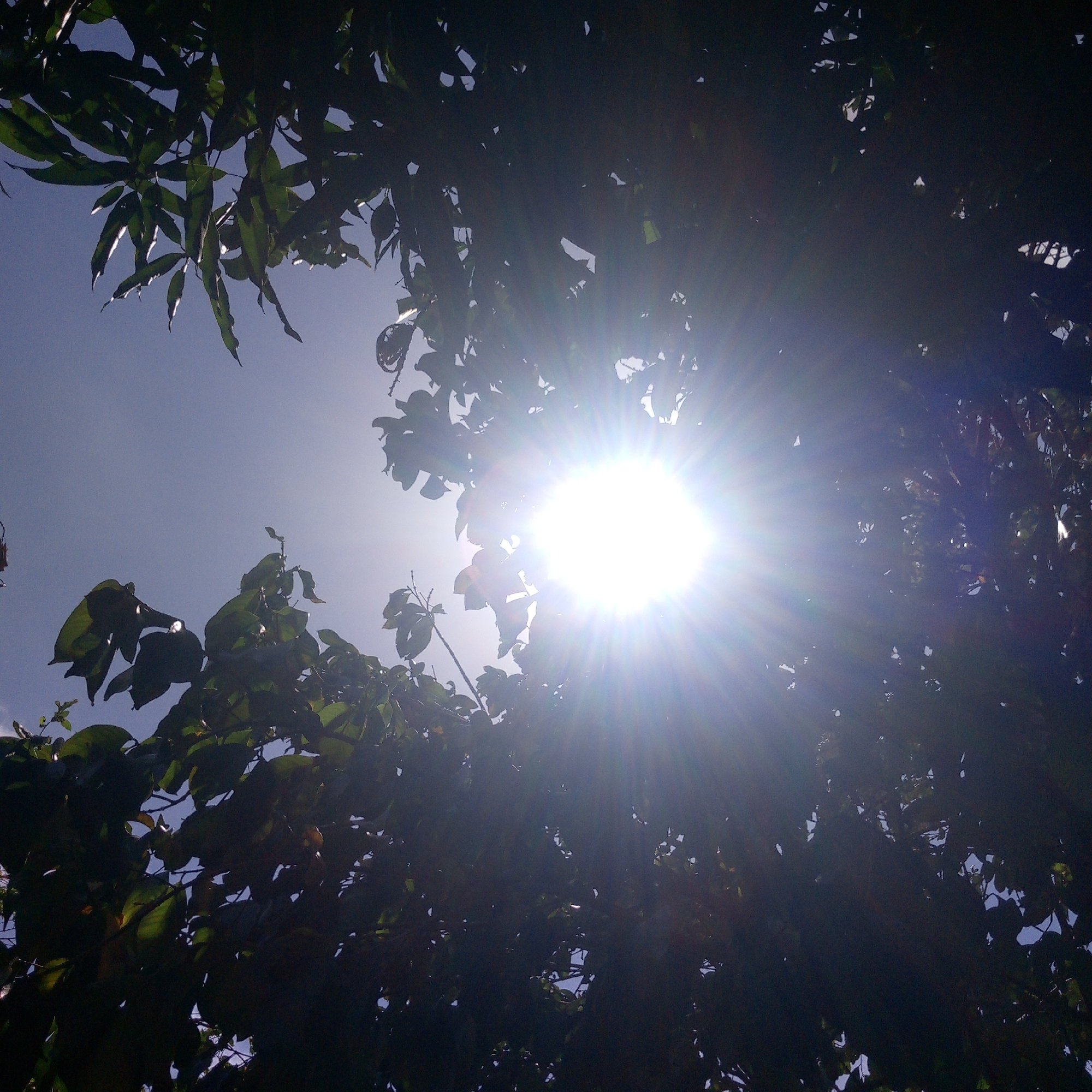 The image shows a view looking up through the dense foliage of a tree towards a bright, midday sun. The leaves are silhouetted against the intense sunlight, creating a pattern of dark shapes against the light sky. The sky visible through the gaps in the leaves is a clear, pale blue. Based on the prompt, this scene is located in Altagracia, Venezuela, although there are no other visual cues in the image to confirm this.