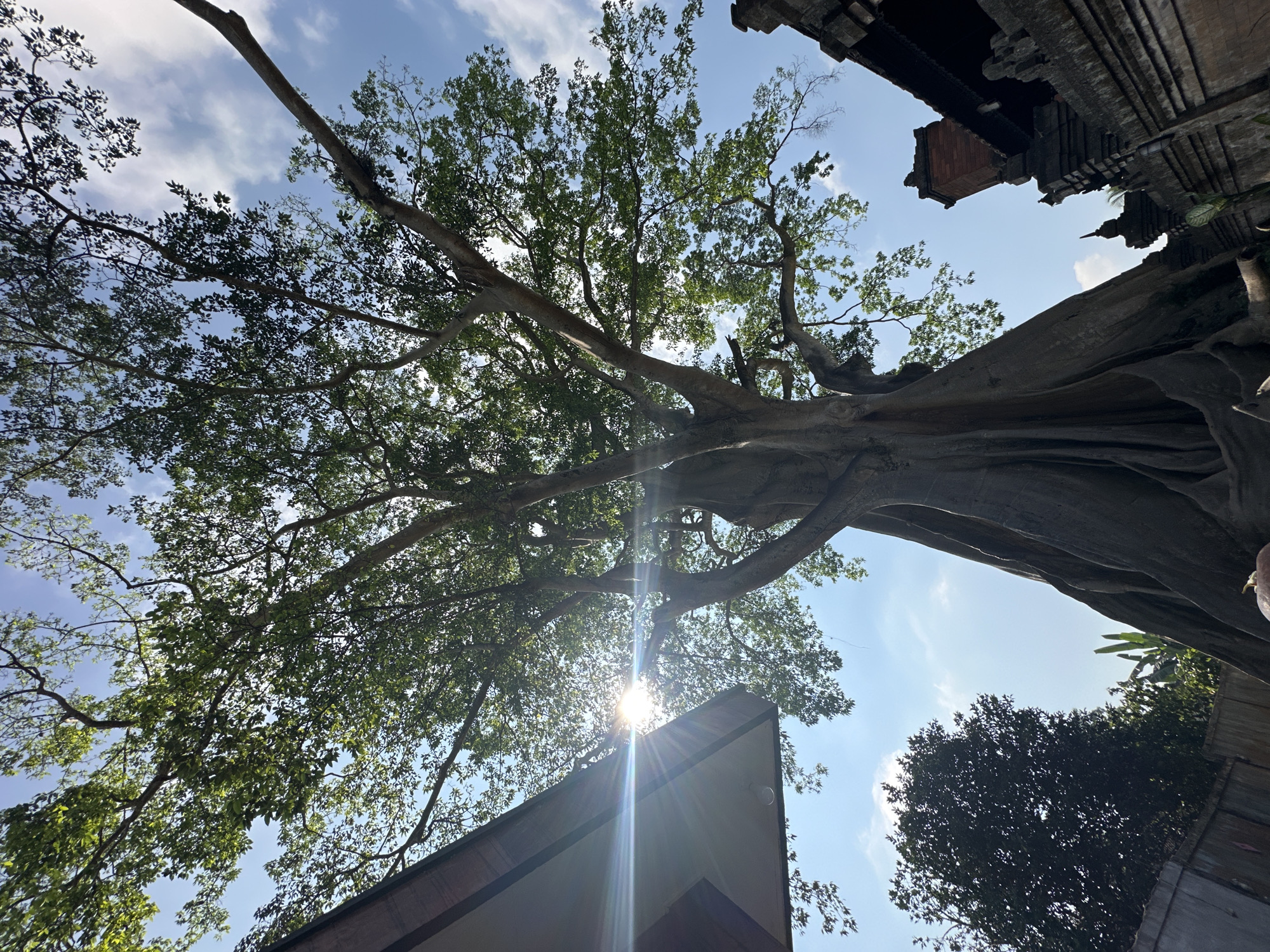 The image depicts a colossal banyan tree in Marga, Indonesia, its immense trunk and sprawling branches dominating the frame. Sunlight streams through the dense canopy, creating a lens flare effect and highlighting the vibrant green foliage. To the left, a portion of a building with a slanted roof is visible, and to the right, intricately carved stone structures, likely part of a temple or traditional Balinese architecture, are present. The sky is a clear blue with scattered white clouds. The overall impression is one of natural grandeur and cultural significance.