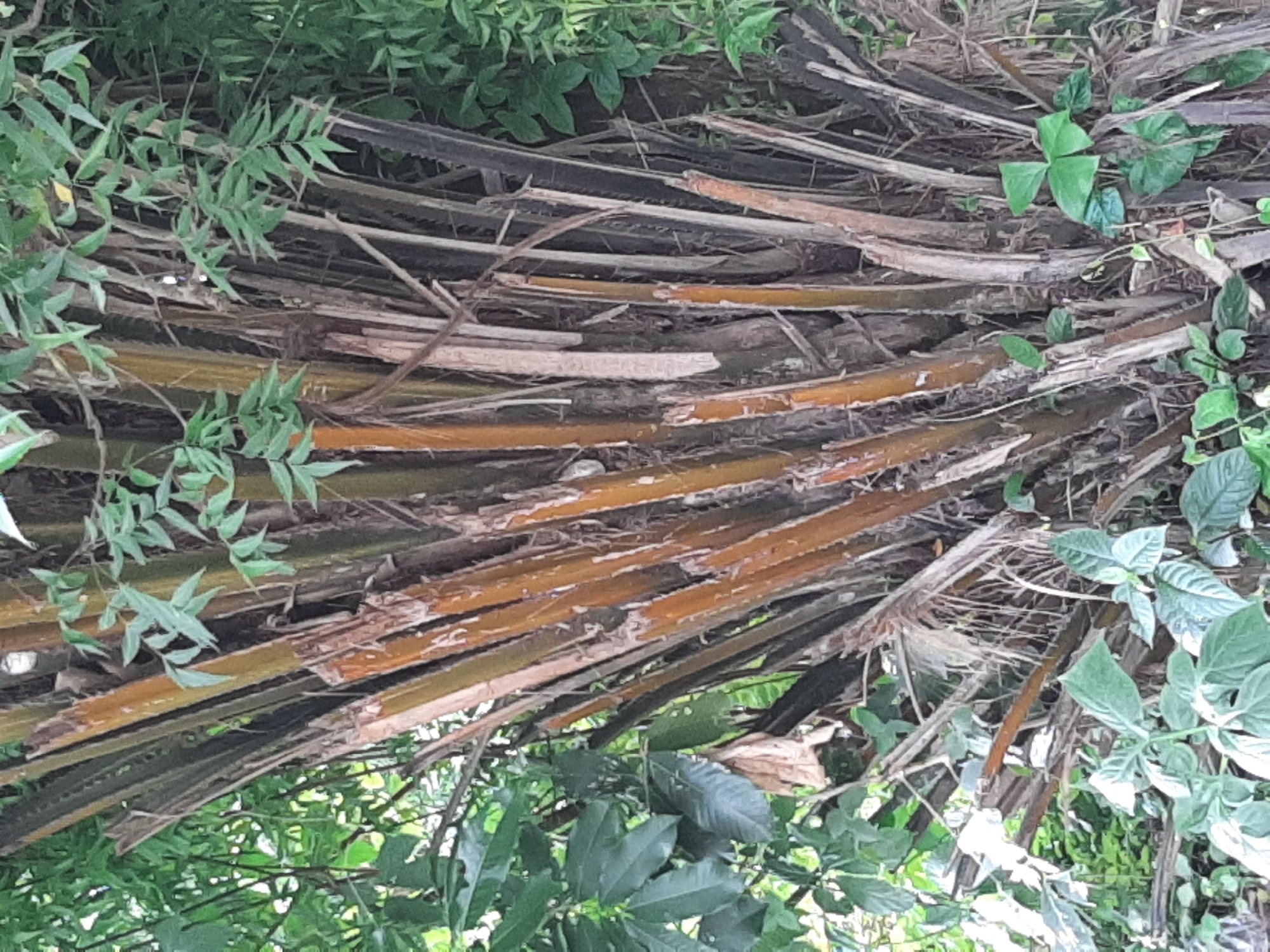 The image shows the base of a cluster of palm trees with dry, fibrous trunks. The trunks are a mix of brown and grey hues, with some showing signs of shedding bark. Green leaves from surrounding vegetation are visible at the top and sides of the image, partially obscuring the upper parts of the palm trunks. The ground is covered with smaller green plants. The scene appears to be outdoors in a natural setting, likely a garden or a wild area within the city of Ogbomosho, Nigeria. There are no people or animals visible in the image.