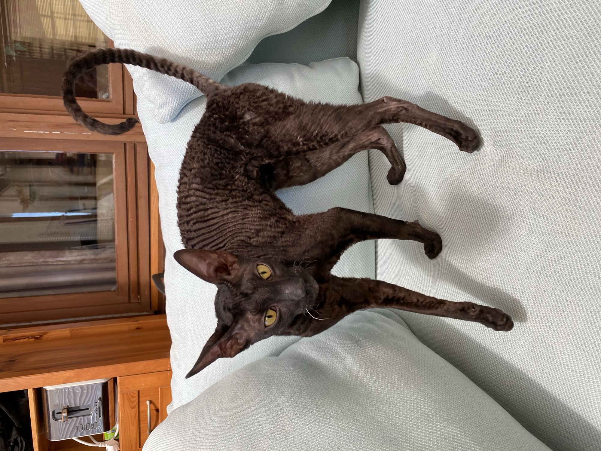 A dark brown cat with curly fur and yellow eyes stands on a light blue sofa. The cat's tail curls upwards. In the background, a wooden cabinet with a toaster is visible. The scene is indoors, possibly in a home. The location is identified as Flammersfeld, Germany.