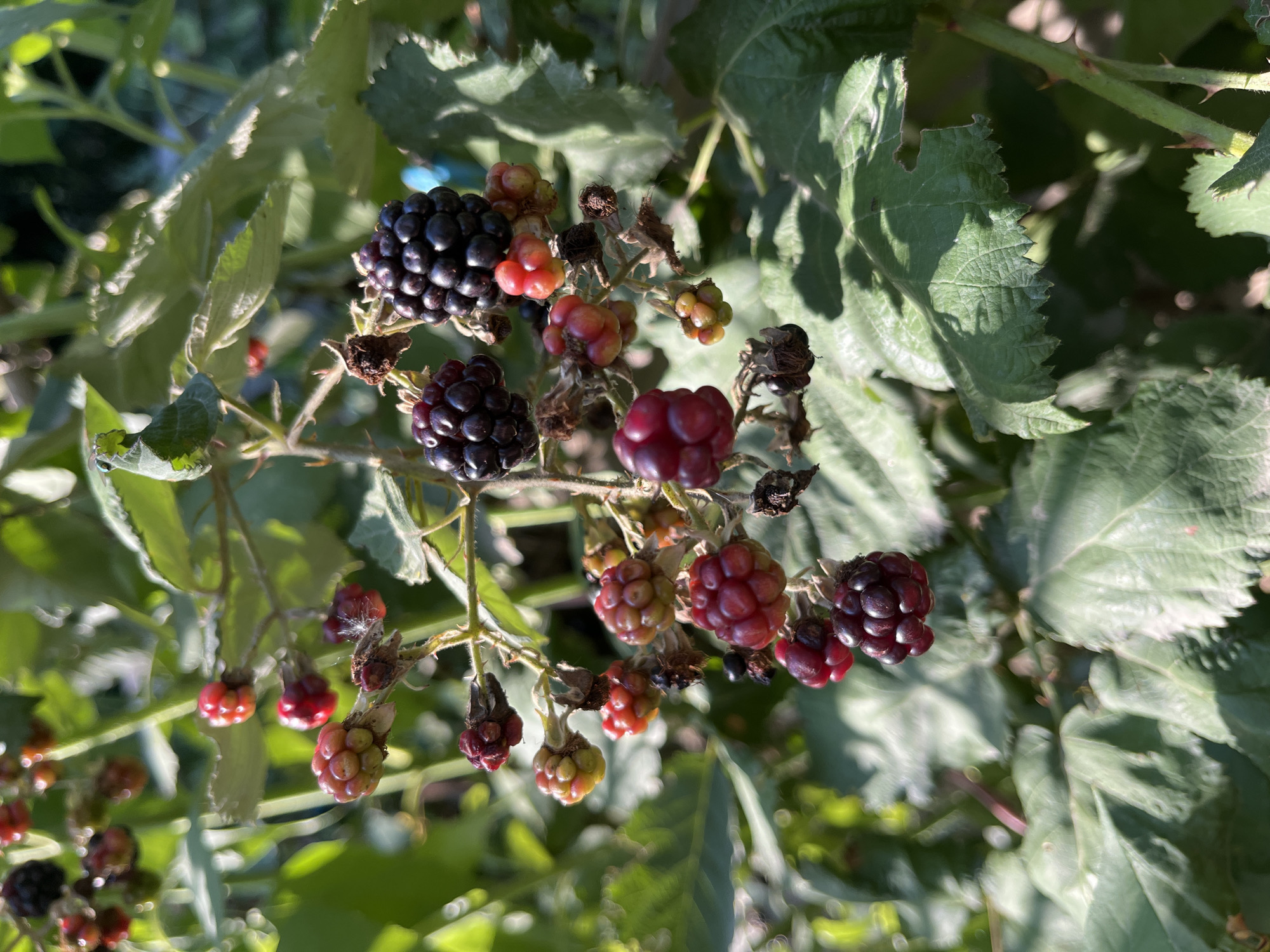 A cluster of ripening blackberries hangs from a thorny vine in Mailuu-Suu City, Kyrgyzstan. The berries are in various stages of development, with some still green and firm, others a vibrant red, and the ripest ones a deep, glossy black. The leaves of the vine are broad and serrated, with a slightly fuzzy texture. Sunlight filters through the foliage, casting dappled shadows on the berries and leaves. The background is a blur of green and brown, suggesting a natural, uncultivated setting. The image is a close-up, focusing on the intricate details of the berries and vine. There are no people or animals present in the frame. The overall impression is one of natural abundance and the subtle beauty of ripening fruit.