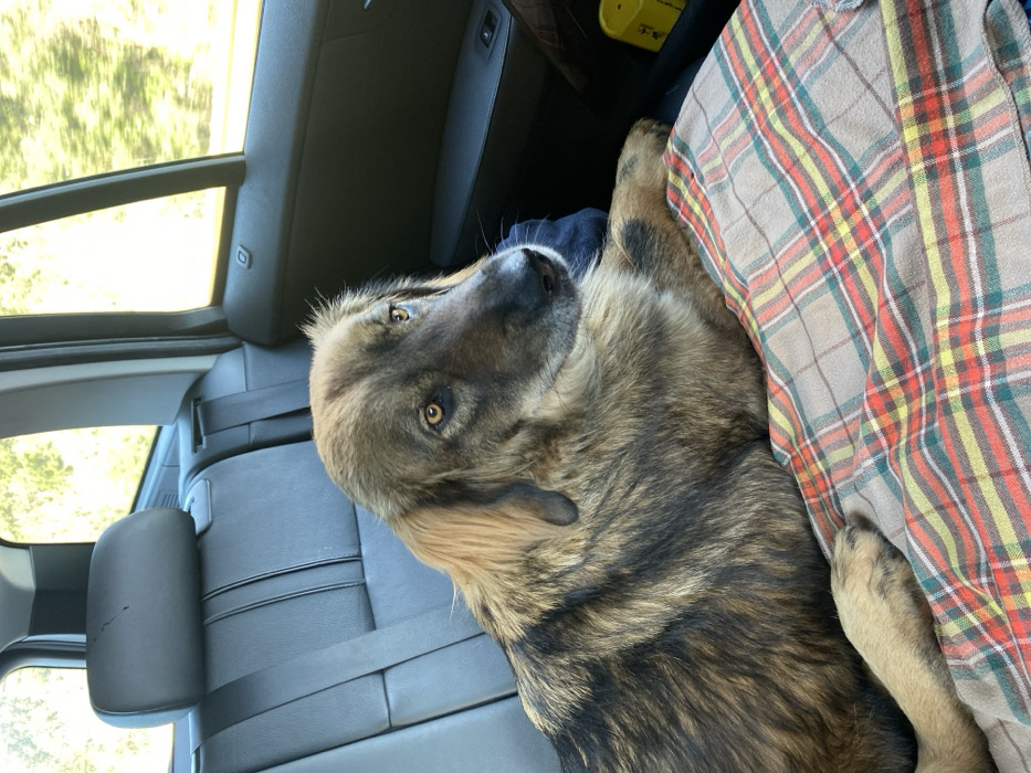 A large, brindle-coated dog with amber eyes is depicted resting inside a vehicle, located in Krute Ulcinjske - Krytha e Ulqinit, Montenegro. The dog, exhibiting prominent dark brown stripes on a lighter brown and tan fur, with lighter golden fur on its ears and neck, is positioned on a plaid blanket. The blanket features a pattern of red, yellow, green, and white lines on a beige background. The dog's head is turned slightly to the right, and its front paws are resting on the blanket. The vehicle's interior features dark gray or black leather/vinyl upholstery on the rear seats, including a visible headrest with minor wear. Two windows on the right side of the vehicle reveal an out-of-focus background of green foliage and bright daylight, indicating an outdoor setting. A dark gray interior door panel with a window control switch is visible on the right. A small, partially visible yellow object is present in the lower right portion of the frame.
